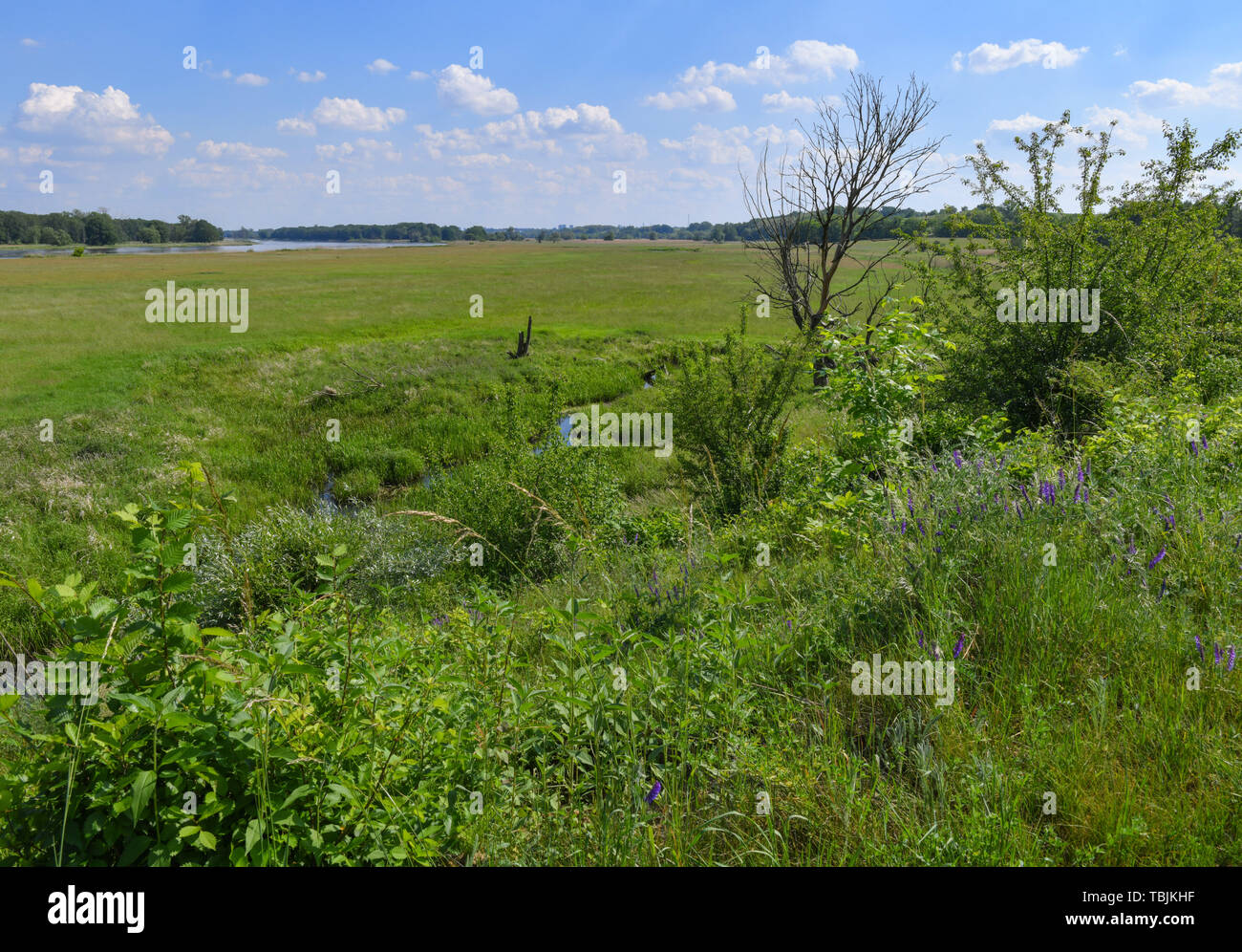 Lebus, Deutschland. 01 Juni, 2019. Panoramablick über die Landschaft in der Nähe der deutsch-polnischen Grenze oder zwischen den Städten Lebus im Landkreis Märkisch-Oderland und Frankfurt (Oder). Foto: Patrick Pleul/dpa-Zentralbild/ZB/dpa/Alamy leben Nachrichten Stockfoto