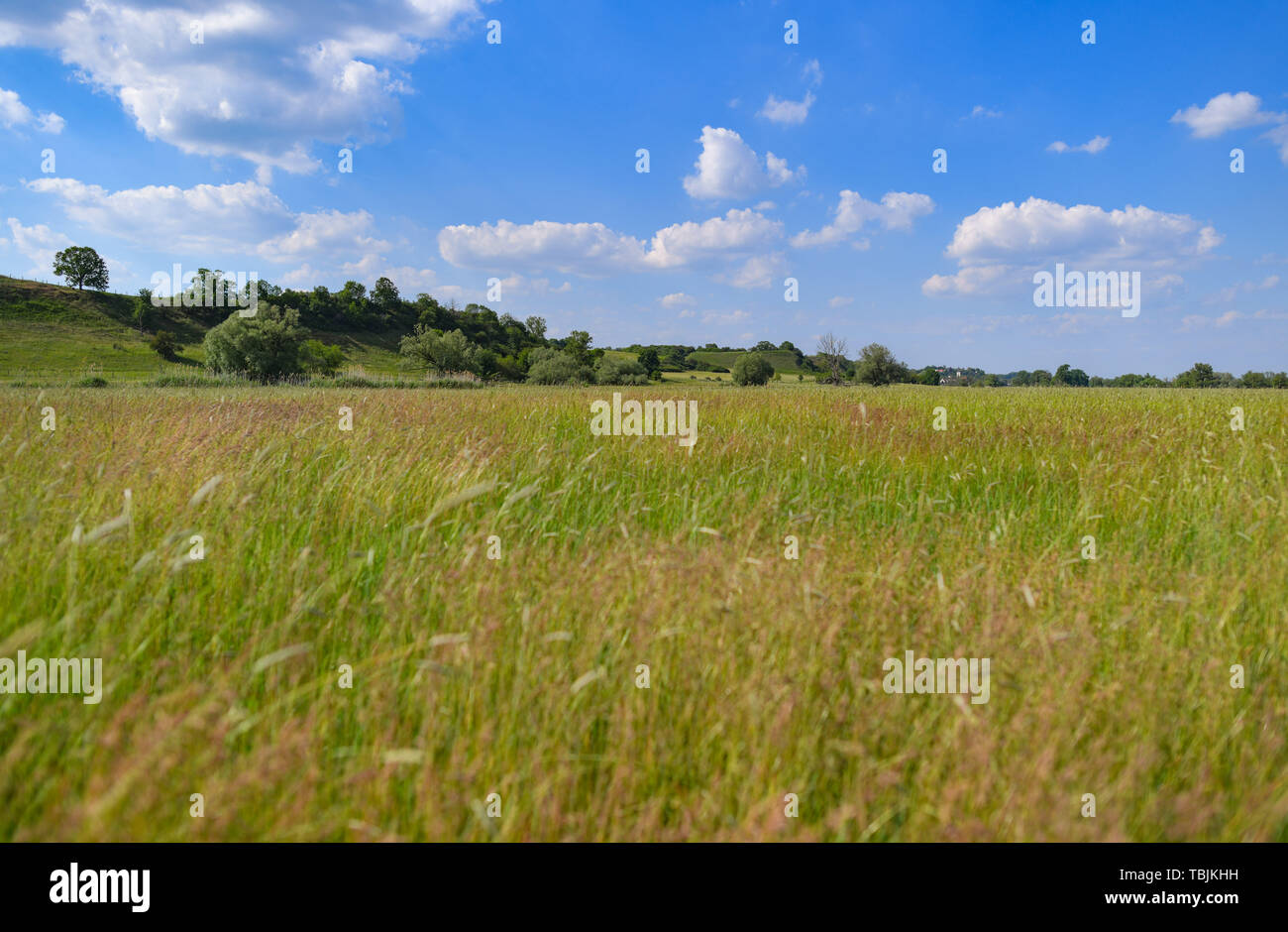 Lebus, Deutschland. 01 Juni, 2019. Blick auf eine große Wiese in der Nähe der deutsch-polnischen Grenze oder zwischen den Städten Lebus im Landkreis Märkisch-Oderland und Frankfurt (Oder). Foto: Patrick Pleul/dpa-Zentralbild/ZB/dpa/Alamy leben Nachrichten Stockfoto