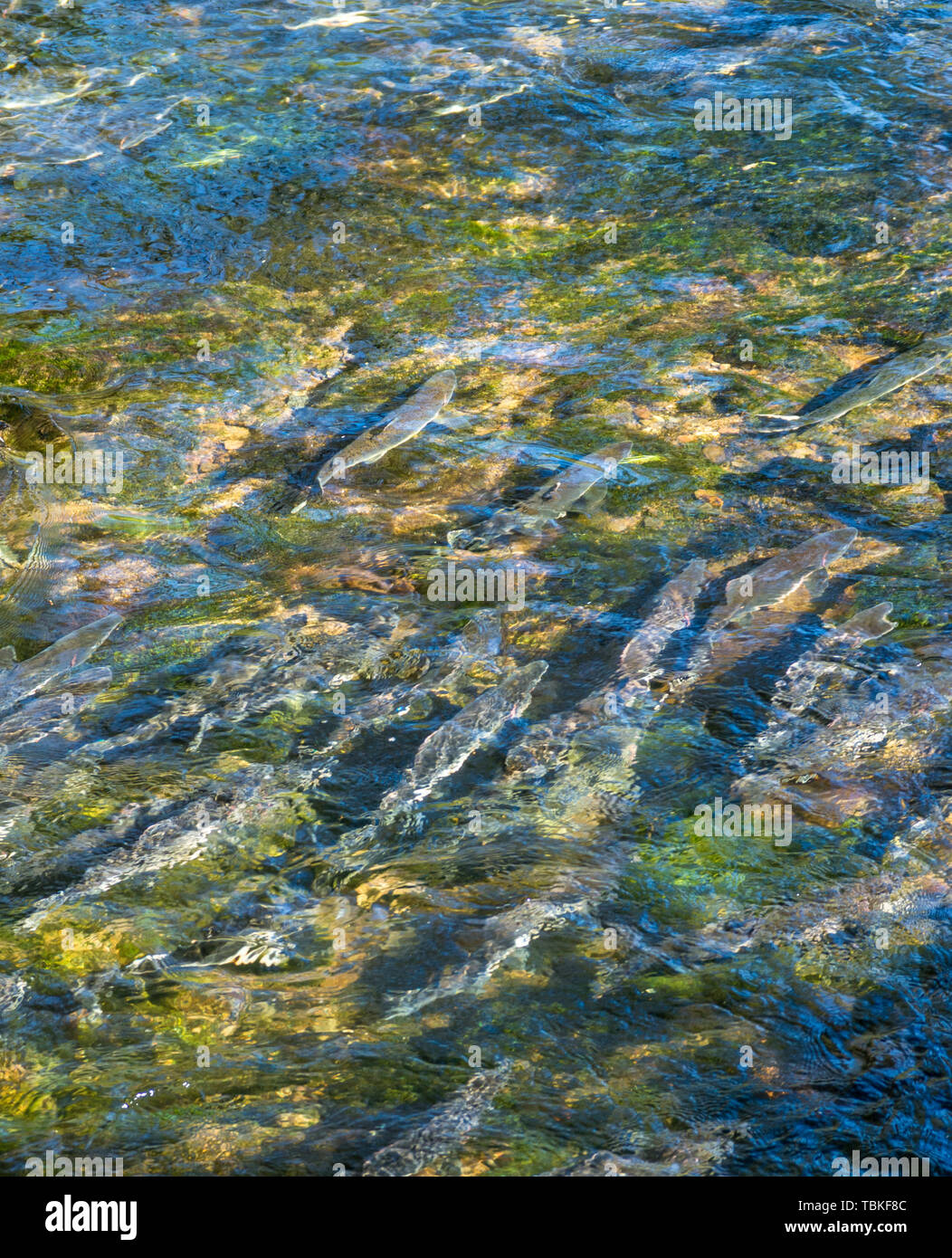 Chinook Lachse laichen weiter stromabwärts als üblich wegen warmen Wetters erstellen ungewöhnlich niedrige Wasserstände, Ketchikan, Alaska, USA. Stockfoto