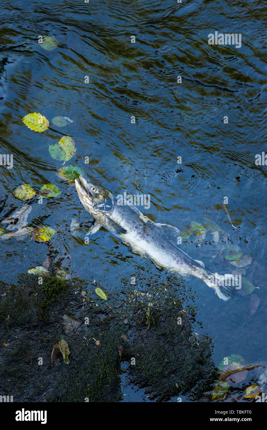 Einzelne tote Chinook (König) Lachs auf Felsen mit Blättern in dunklen Wasser. Ketchikan Creek, Ketchikan, Alaska. Stockfoto