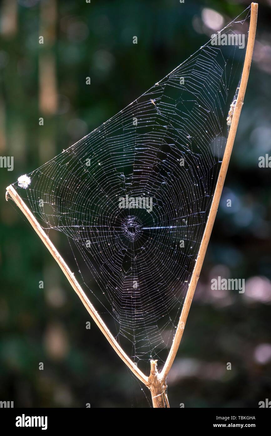 Dreieckige Spinnennetz zwischen einer Astgabel, Rincon de la Vieja Nationalpark Parque Nacional Rincon de la Vieja, Provinz Guanacaste, Costa Rica Stockfoto