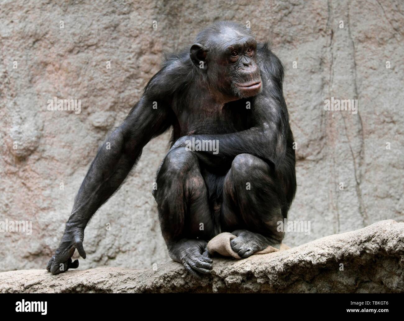 Westafrikanische Schimpansen (Pan troglodytes Verus), Captive, Deutschland Stockfoto