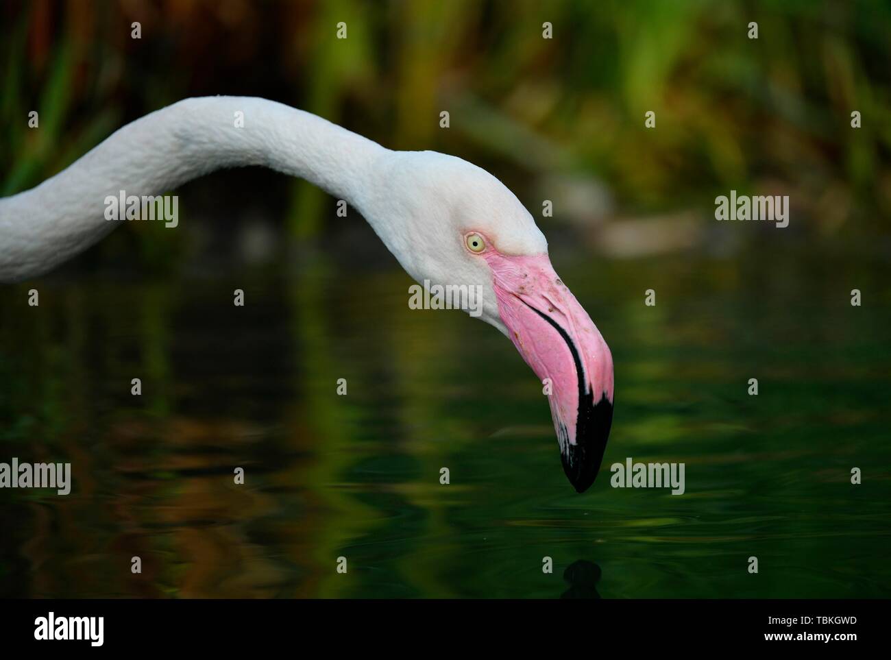 Mehr Flamingo (Phoenicopterus ruber Roseus), über Wasser, Tier Portrait, Captive, Deutschland Stockfoto