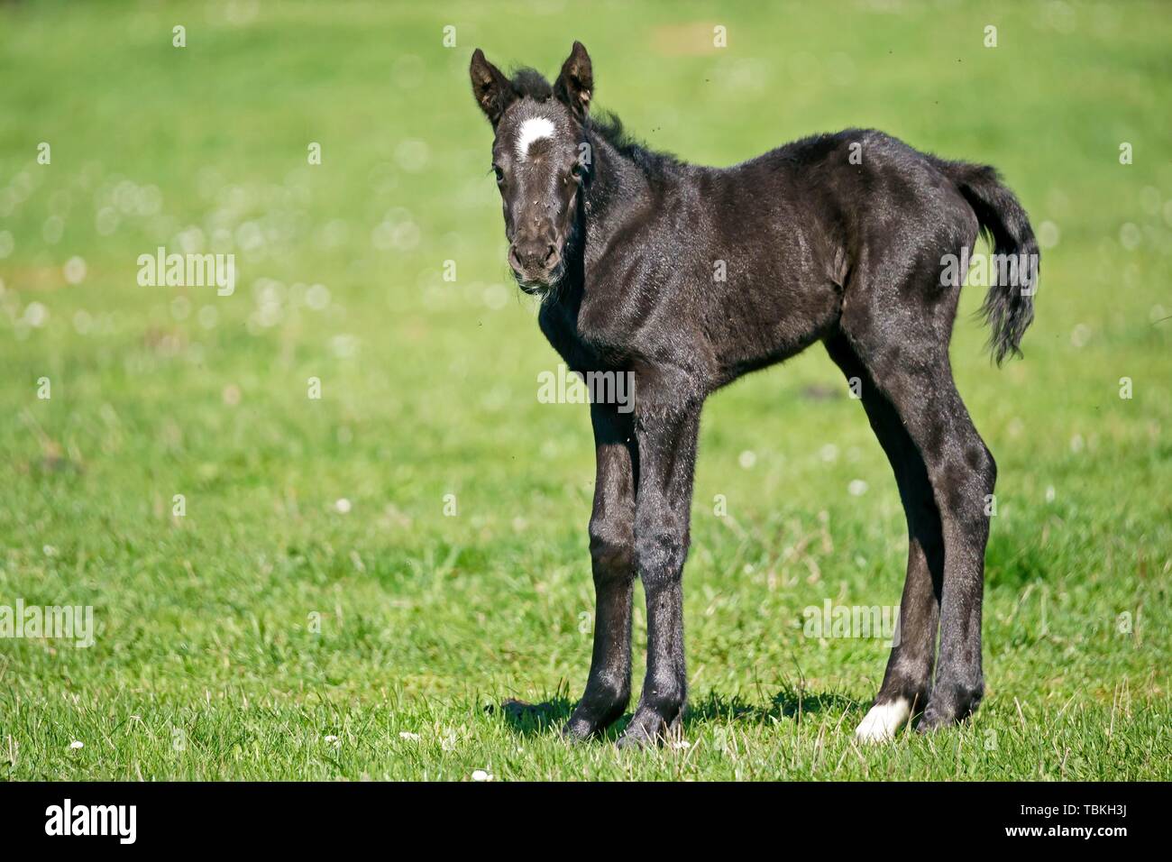 Inlandische Pferd Schwarz Fohlen Steht Auf Der Weide Deutschland Stockfotografie Alamy