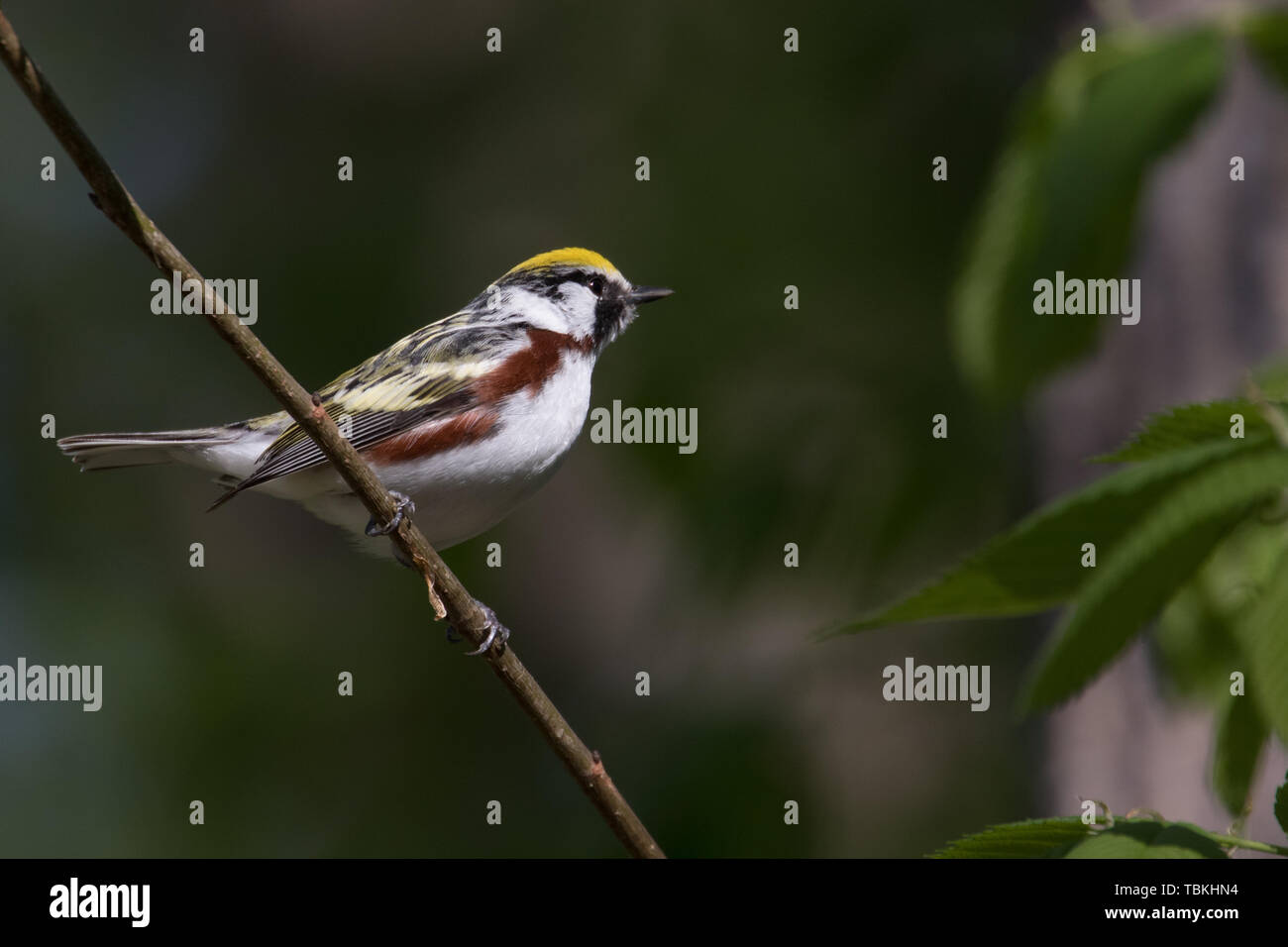 Kastanien-seitig Warbler Stockfoto