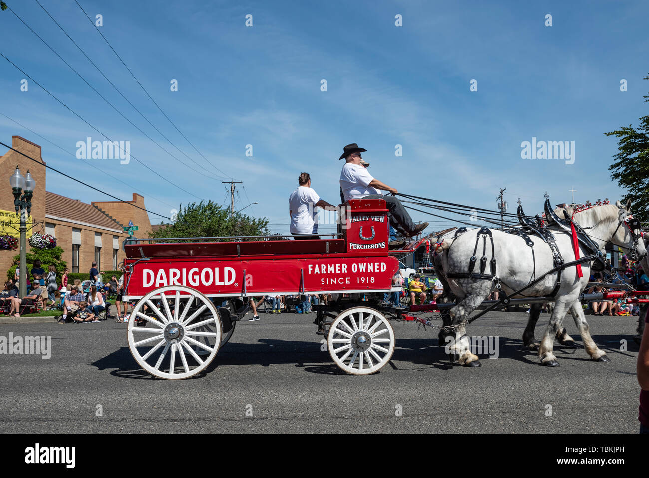 Darigold von Pferden gezogene Wagen im Lynden Landwirte Day Parade. Lynden, Washington Stockfoto