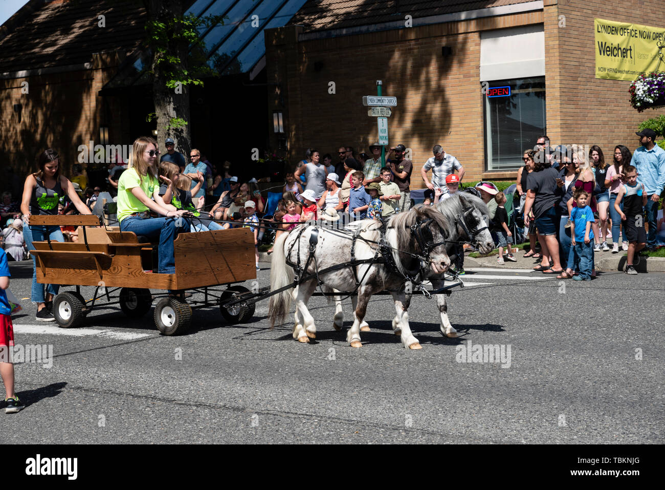 Ponys ziehen einen winzigen Wagen im Jahr 2019 Lynden Landwirte Day Parade. Lynden, Washington Stockfoto