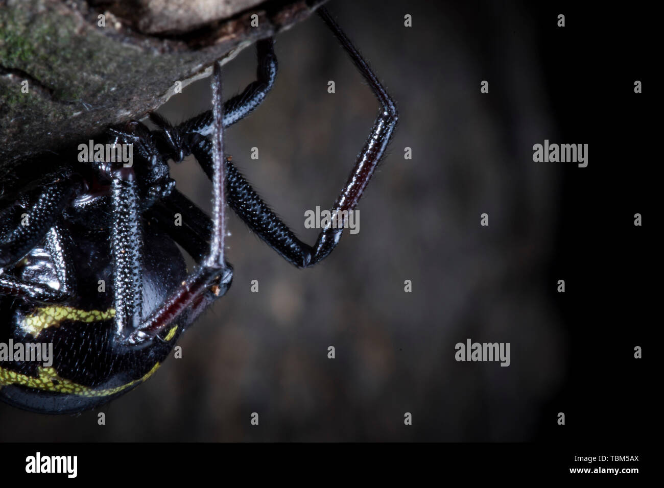 Tarantula (Schwarze Witwe) Stockfoto