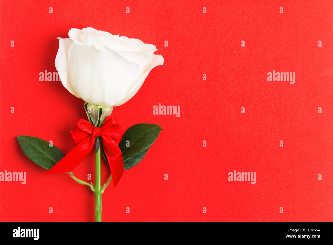 Weiße Rose mit roter Schleife auf dem Roten strukturierten Hintergrund mit kopieren. Valentinstag Konzept. Schönes Geschenk mit Liebe. Flach Stil. Ansicht von oben Stockfoto