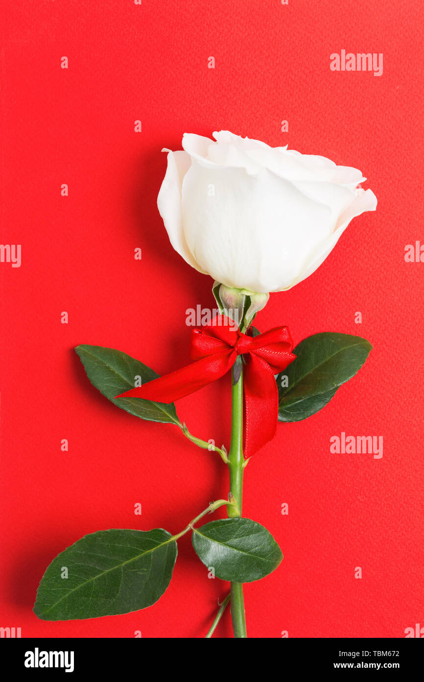 Wunderschöne weiße Rose mit roter Schleife über den roten Hintergrund. Valentine's Tag vorhanden. Flach. Vertikaler Dampfstoß Stockfoto