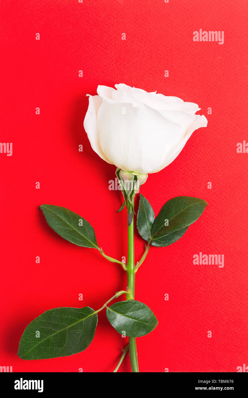 Frische weiße Rose mit grünen Blättern auf Roten strukturierten Hintergrund für Holiday event. Valentinstag präsentieren. Vertikaler Dampfstoß Stockfoto