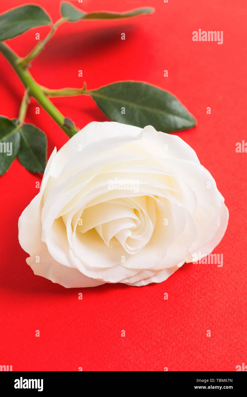 Weiße Rose auf rotem Hintergrund, selektive konzentrieren. Urlaub Geschenk. Valentinstag oder der Frau Tag Konzept. Selektiver Fokus Stockfoto