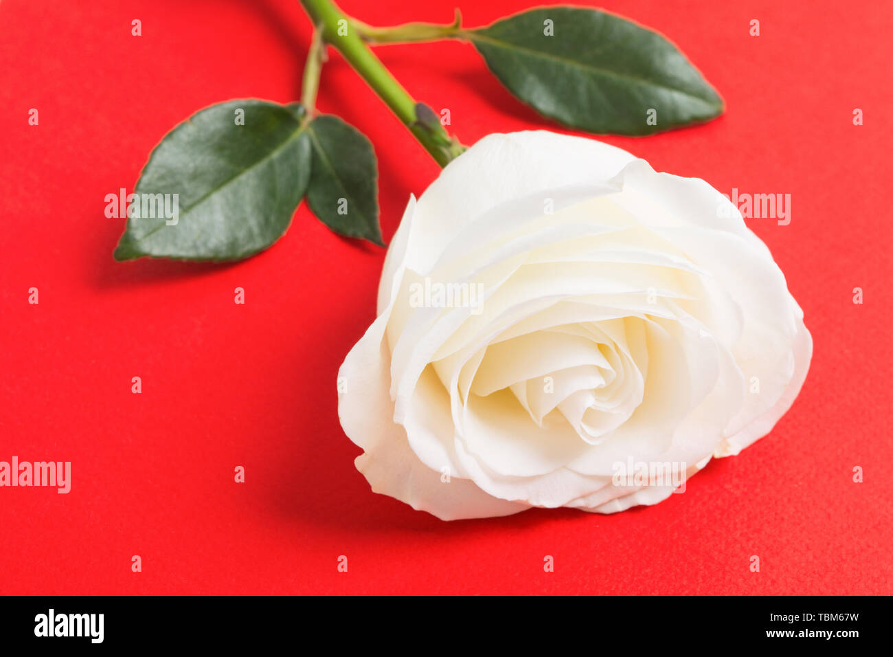 Natürlich frische weiße Rose auf rotem strukturierten Hintergrund. Selektive konzentrieren. Urlaub Geschenk Stockfoto