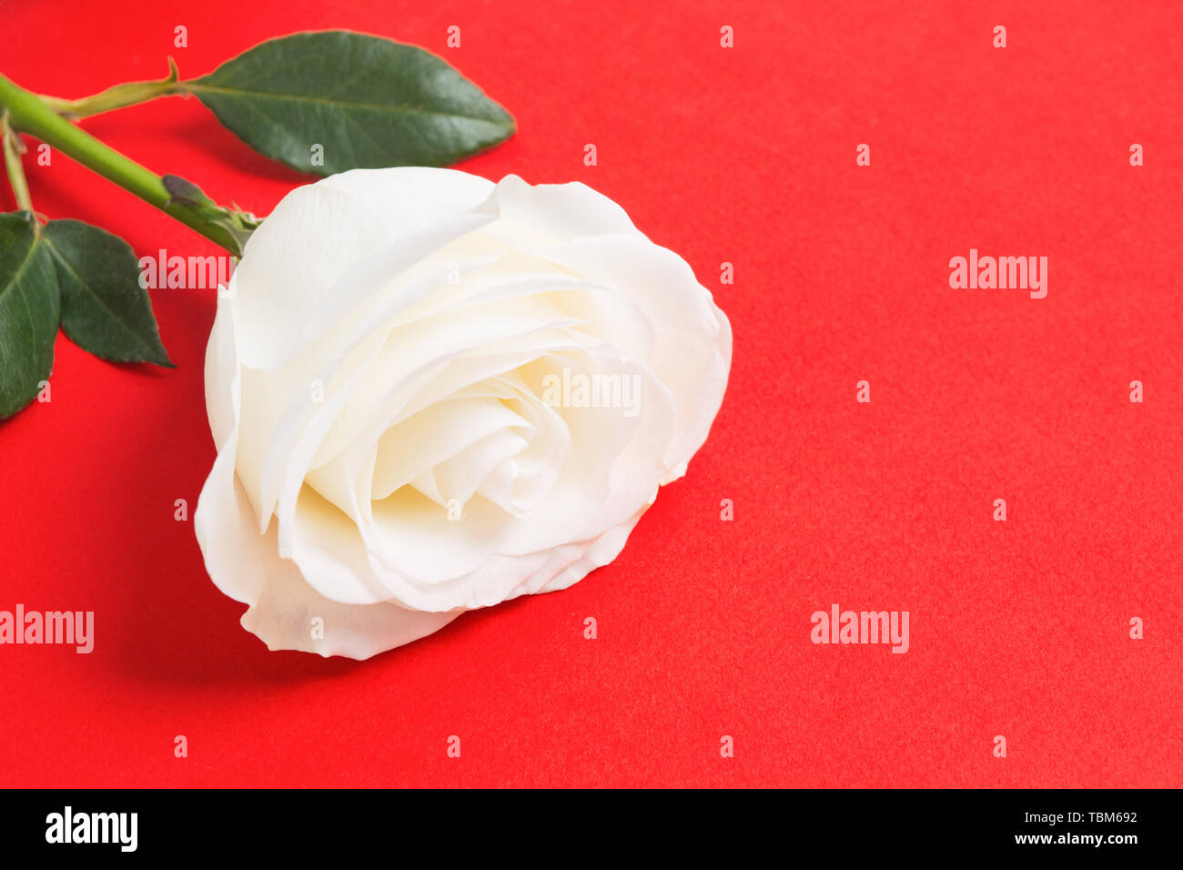 Wunderschöne natürliche Frische weiße Rose auf der Roten strukturierten Hintergrund mit kopieren. Geschenk für den Valentinstag oder Woman's Day Stockfoto