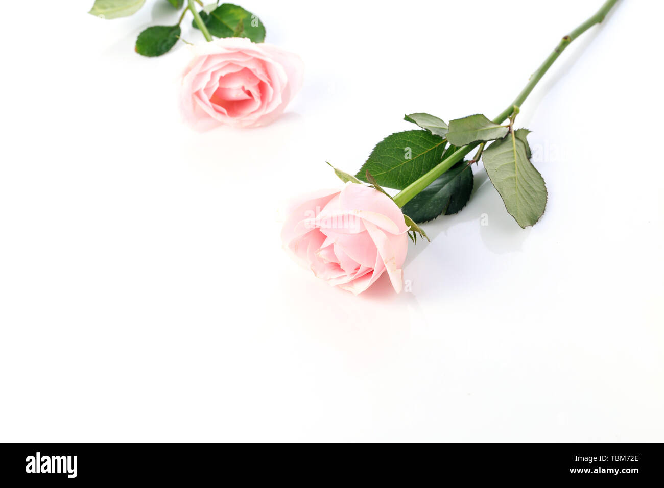 Schönen duftenden Rosen Stockfoto