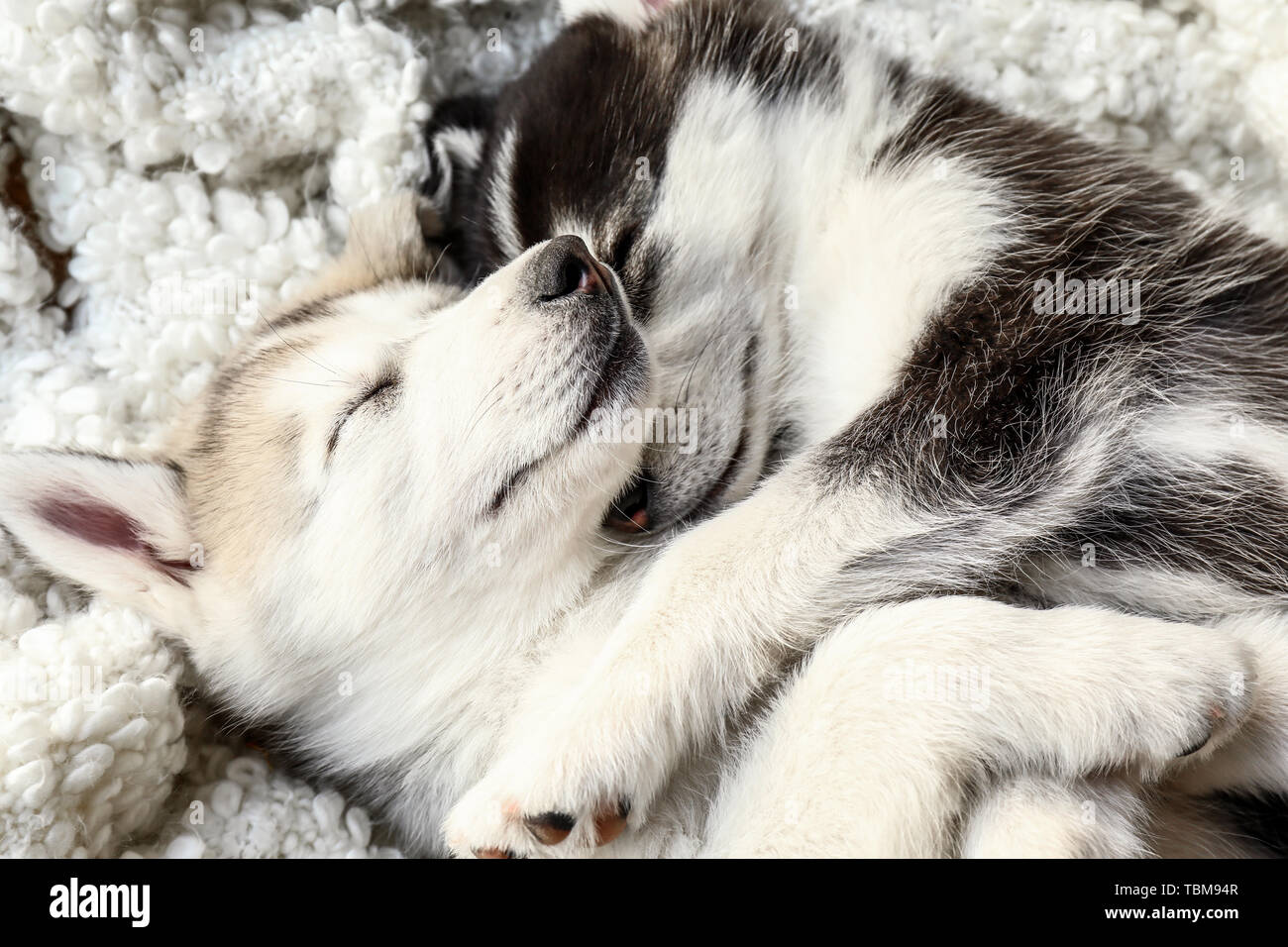 Cute Husky Welpen zu Hause schlafen Stockfoto