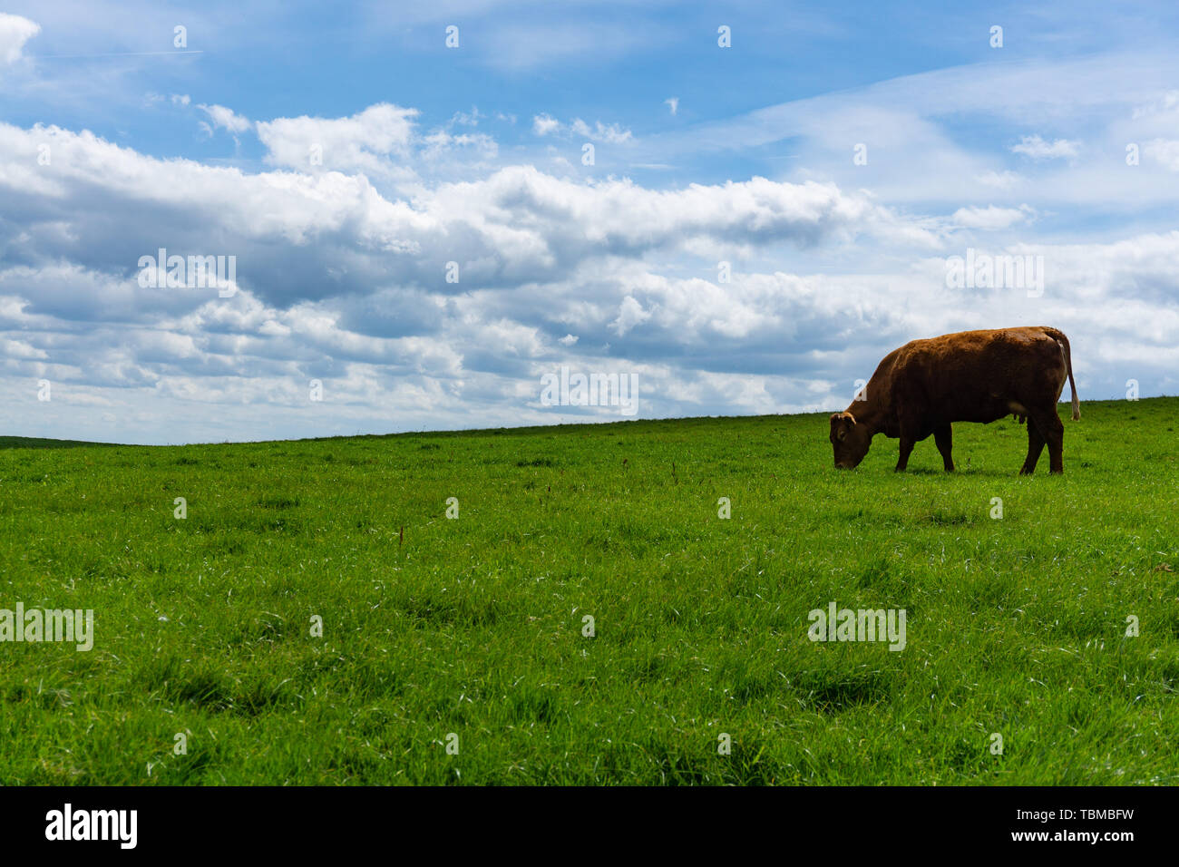 Irische Rinder weiden in der Nähe die berühmten Klippen von Moher, Irland Stockfoto