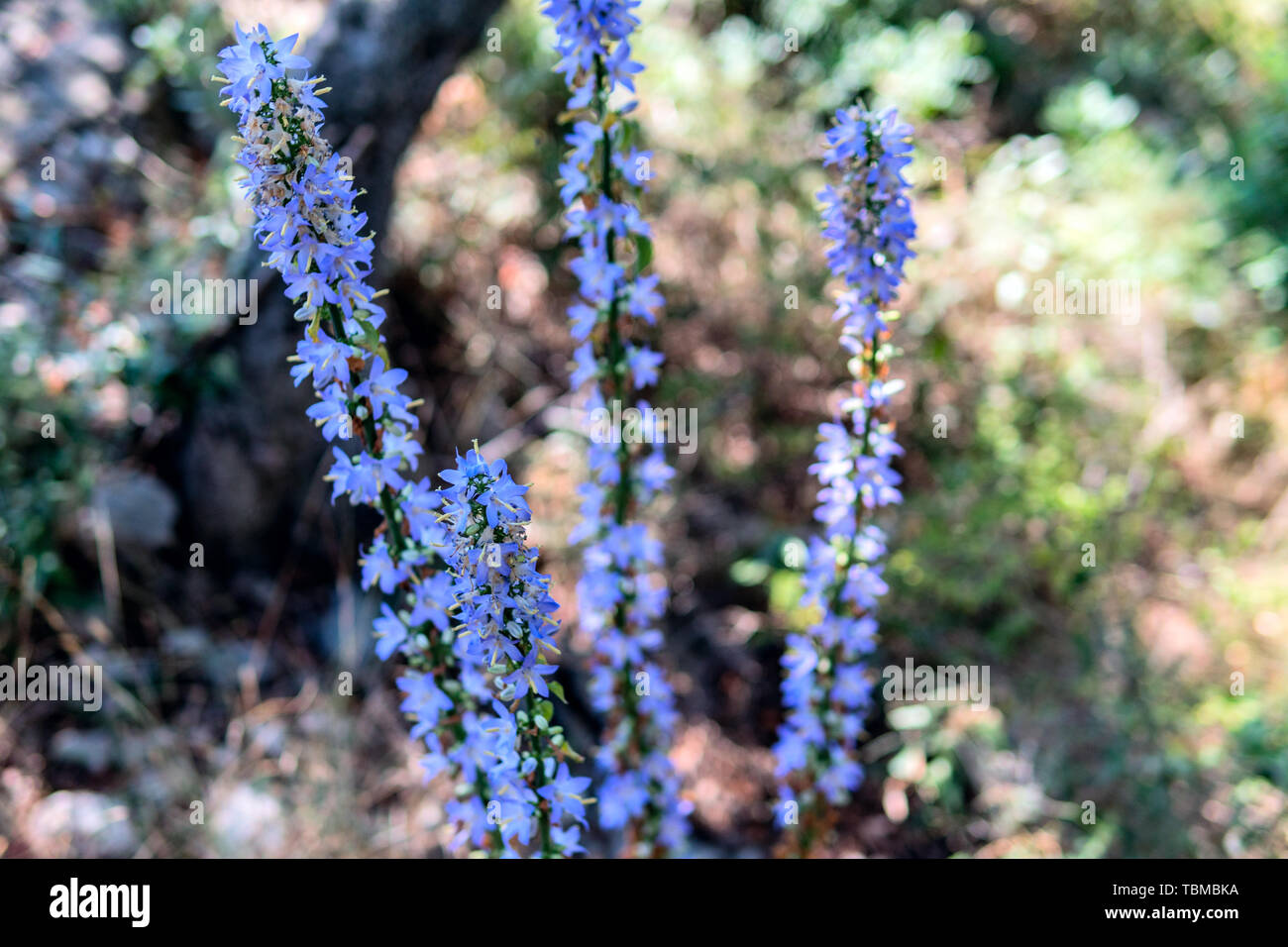Lila Blüten von Hyssopus Officinalis (Ysop) hautnah. Stockfoto