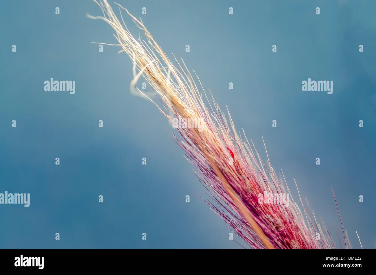 Lila bristlegrass gegen einen klaren blauen Himmel. Makroaufnahme. Stockfoto