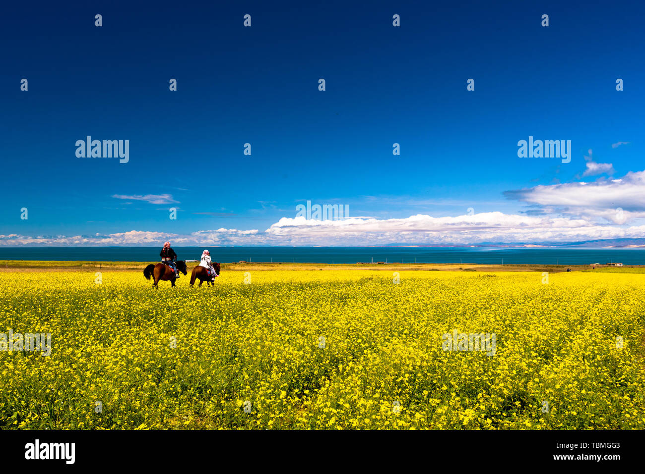 An den Ufern des Qinghai-see, längs zwischen Himmel und Erde, zwischen den Blumen. Stockfoto