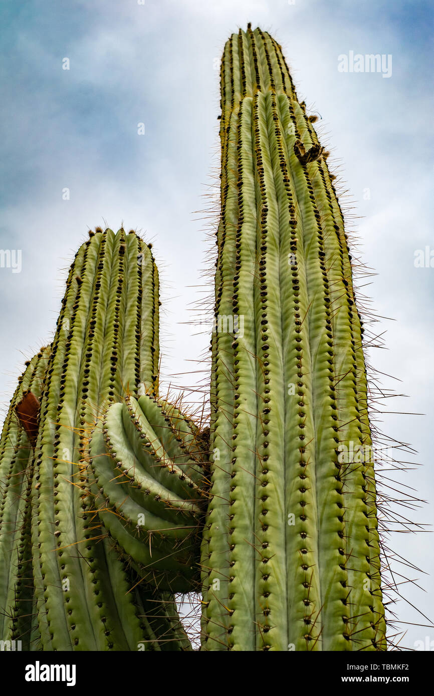 Saguaro Kaktus gegen bewölkter Himmel suchen der Blickwinkel in der Wüste Stockfoto