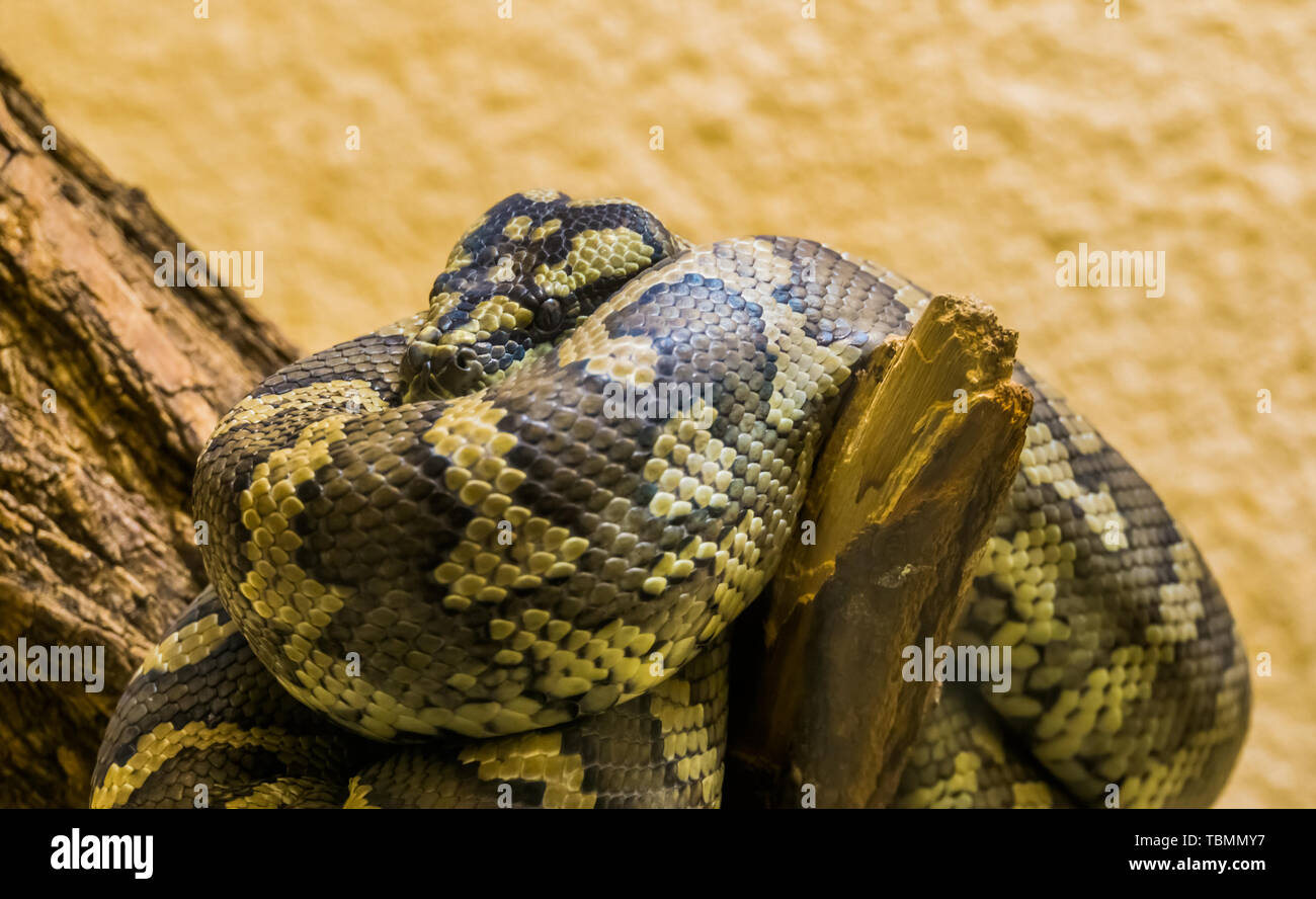 Nordwesten Teppich python aufgewickelt auf einer Niederlassung in Nahaufnahme, tropischen Schlange specie aus Australien Stockfoto
