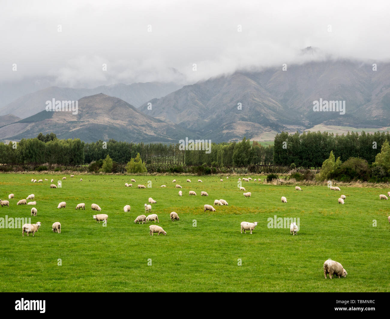 Schafe grasen auf der grünen Weide, Wolken und Nebel über Longwood, Landstraße 99, Waiau Tal, Southland, Neuseeland Stockfoto