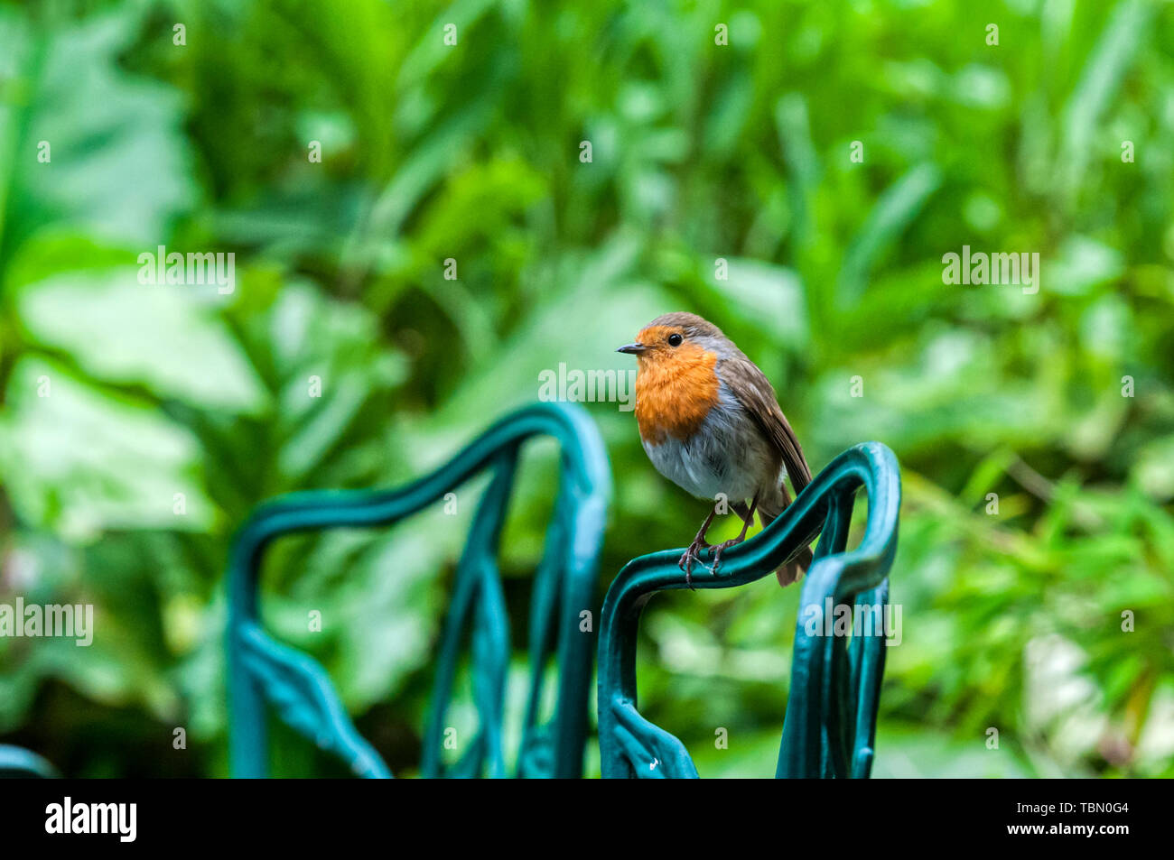 Ein Rotkehlchen, Erithacus rubecula, den Sie auf der Rückseite einen Garten Stuhl in einem Vorort Garten thront. Stockfoto