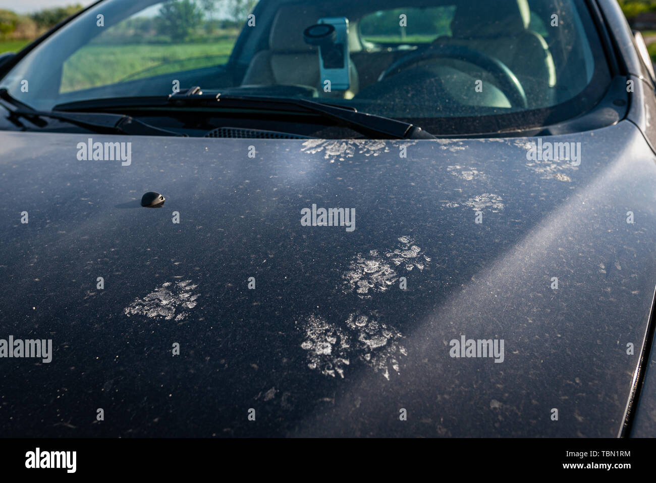 Tierische Fußspuren auf einer schmutzigen Auto. Katzen oder Marder können die Kabel im Auto kauen. Stockfoto