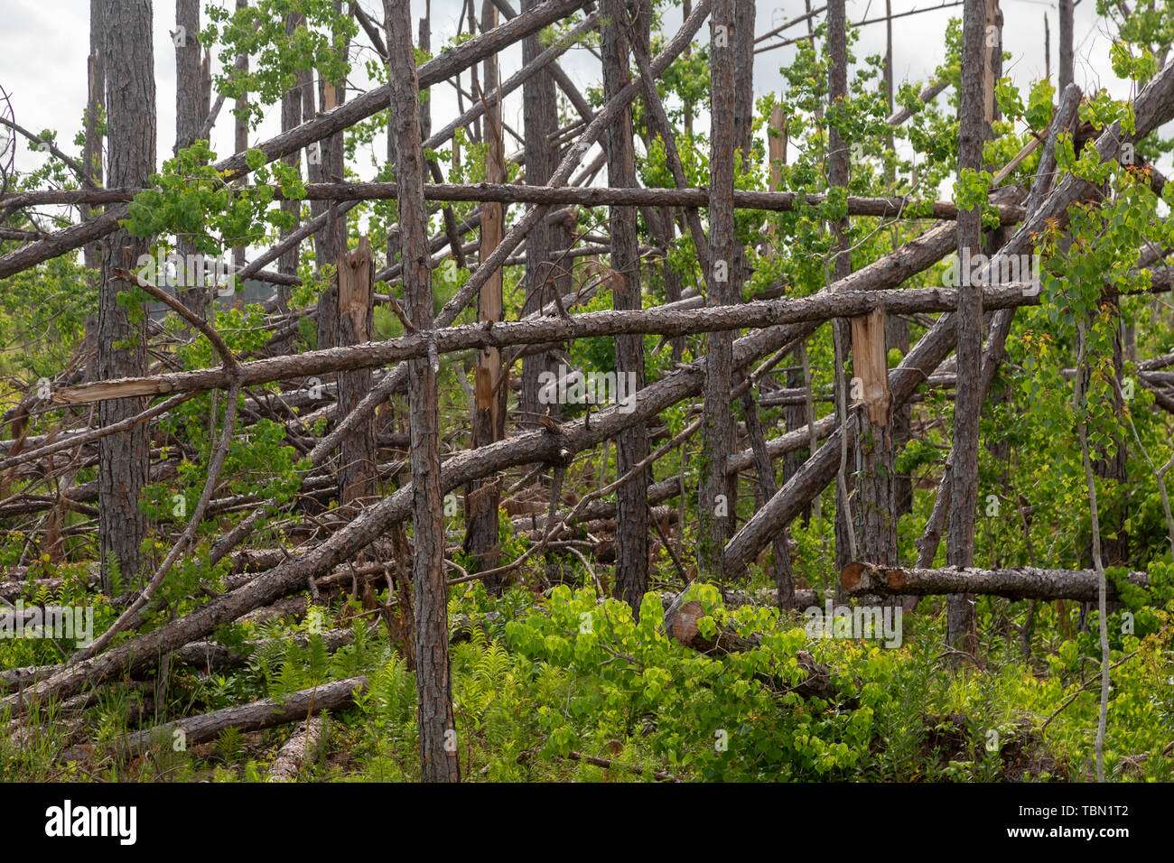 Mexiko Strand, Florida - Zerstörung von Hurrikan Michael ist sieben Monate weit verbreitet Nach der Kategorie 5 Sturm im Florida Panhandle. Große Anzahl Stockfoto
