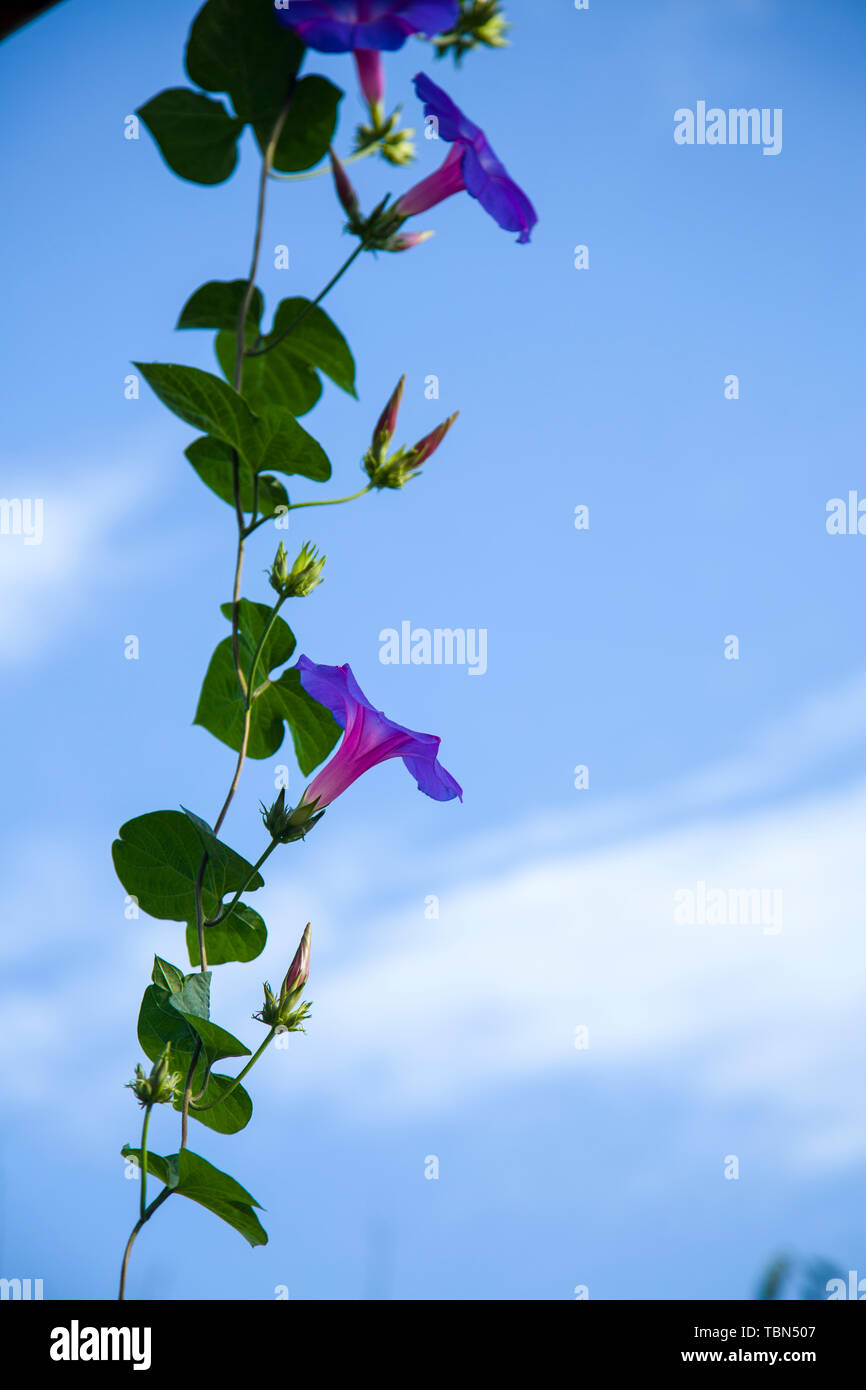 Ich habe versucht, eine Reihe von Bell Blumen zu schießen. Ich sah es nur bei Saystone Park. Der Wunsch wurde wahr. Stockfoto