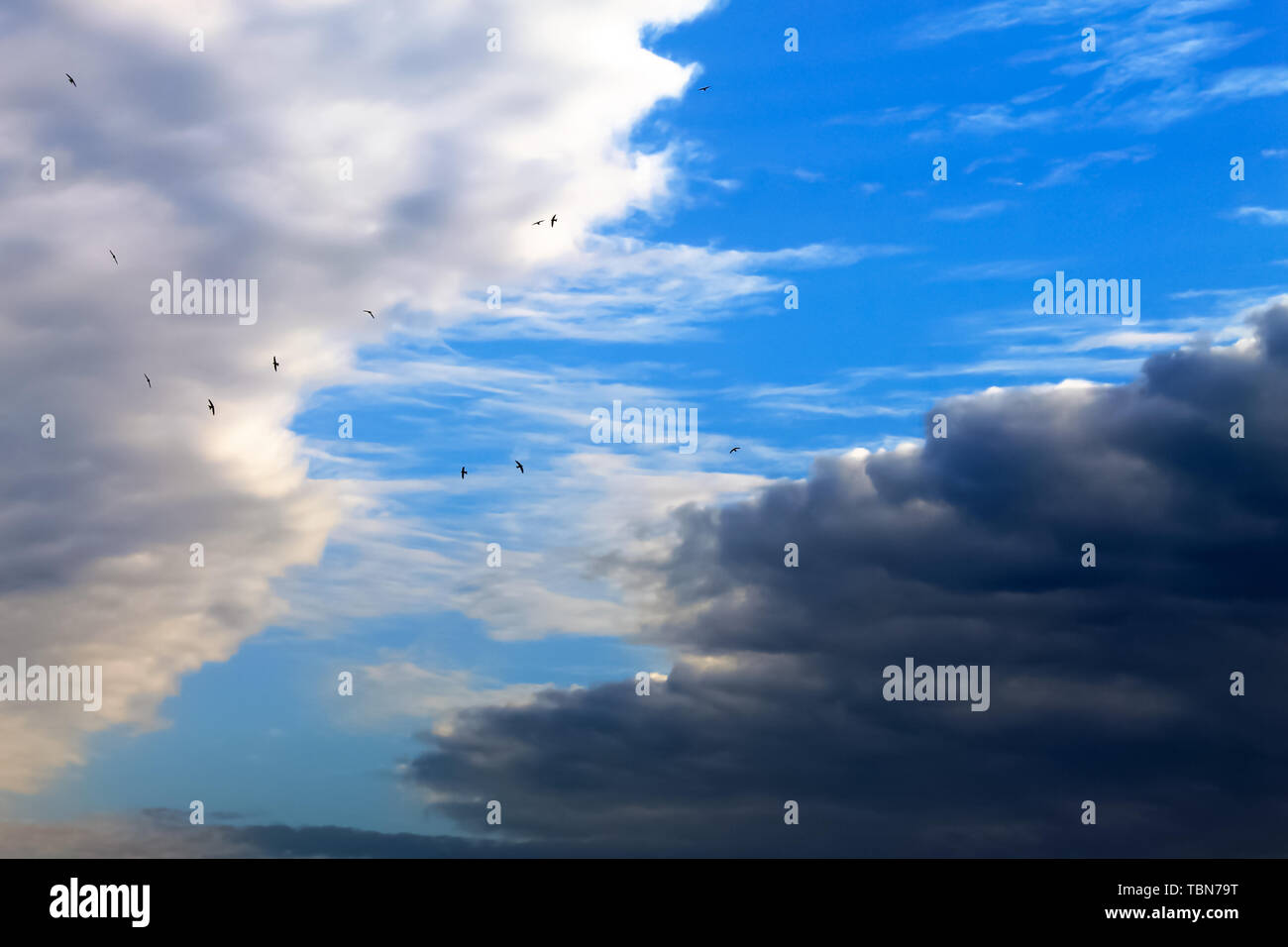 Schöne, weiße und dunkle Wolken, Regen, cumulus Wolken vor blauem Himmel. Malerische, fantastische Wolken. Ebene Landschaft Hintergrund für Sommer, Frühling Stockfoto