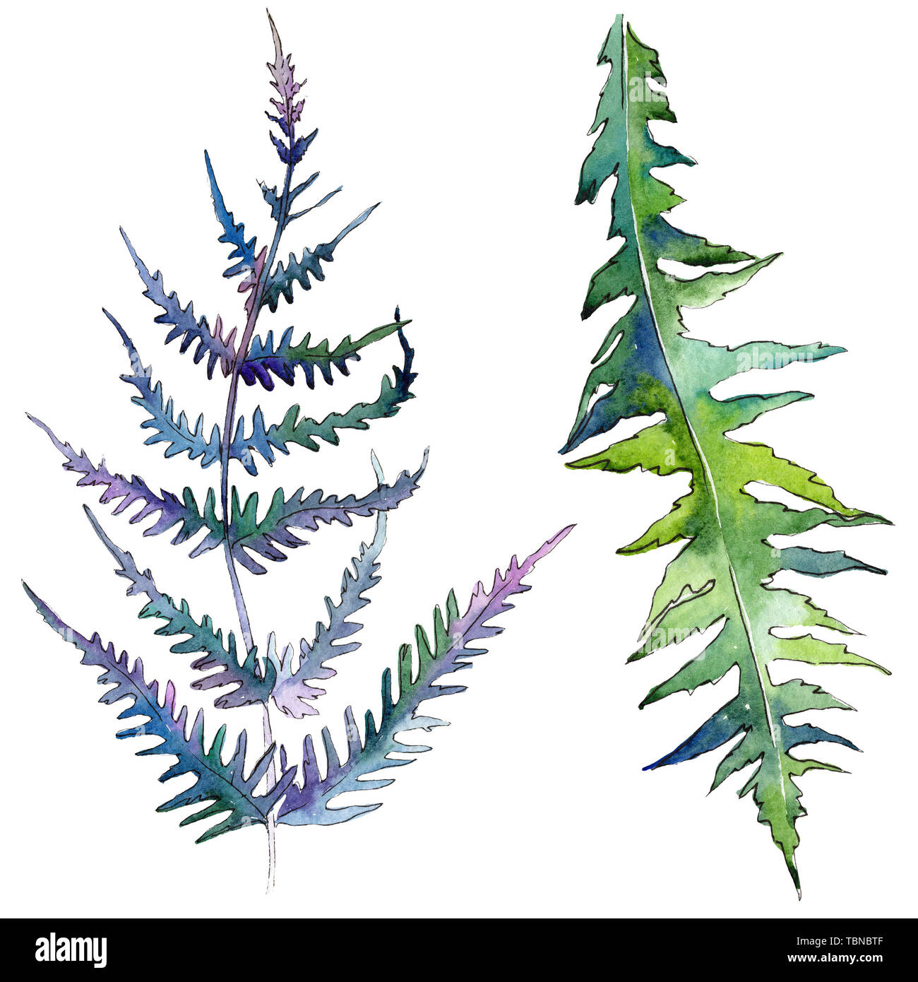 Farn grne Bltter. Blatt Pflanze botanische Garten Blumen Laub. Aquarell  Hintergrund Abbildung. Aquarell Zeichnung mode Aquarelle isoliert  Stockfotografie - Alamy