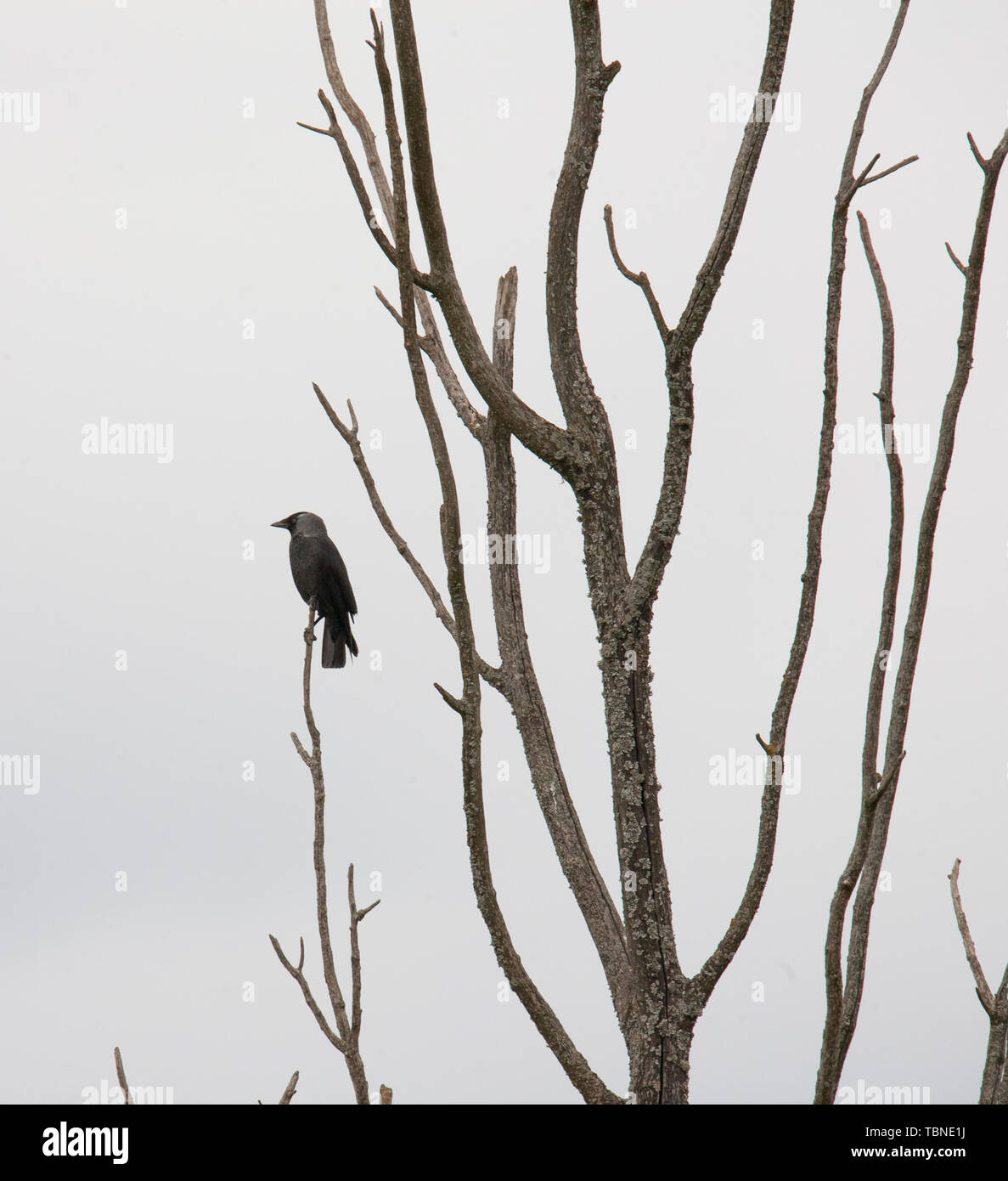 Nebelkrähe Corvus Cornix in einem Baum Stockfoto