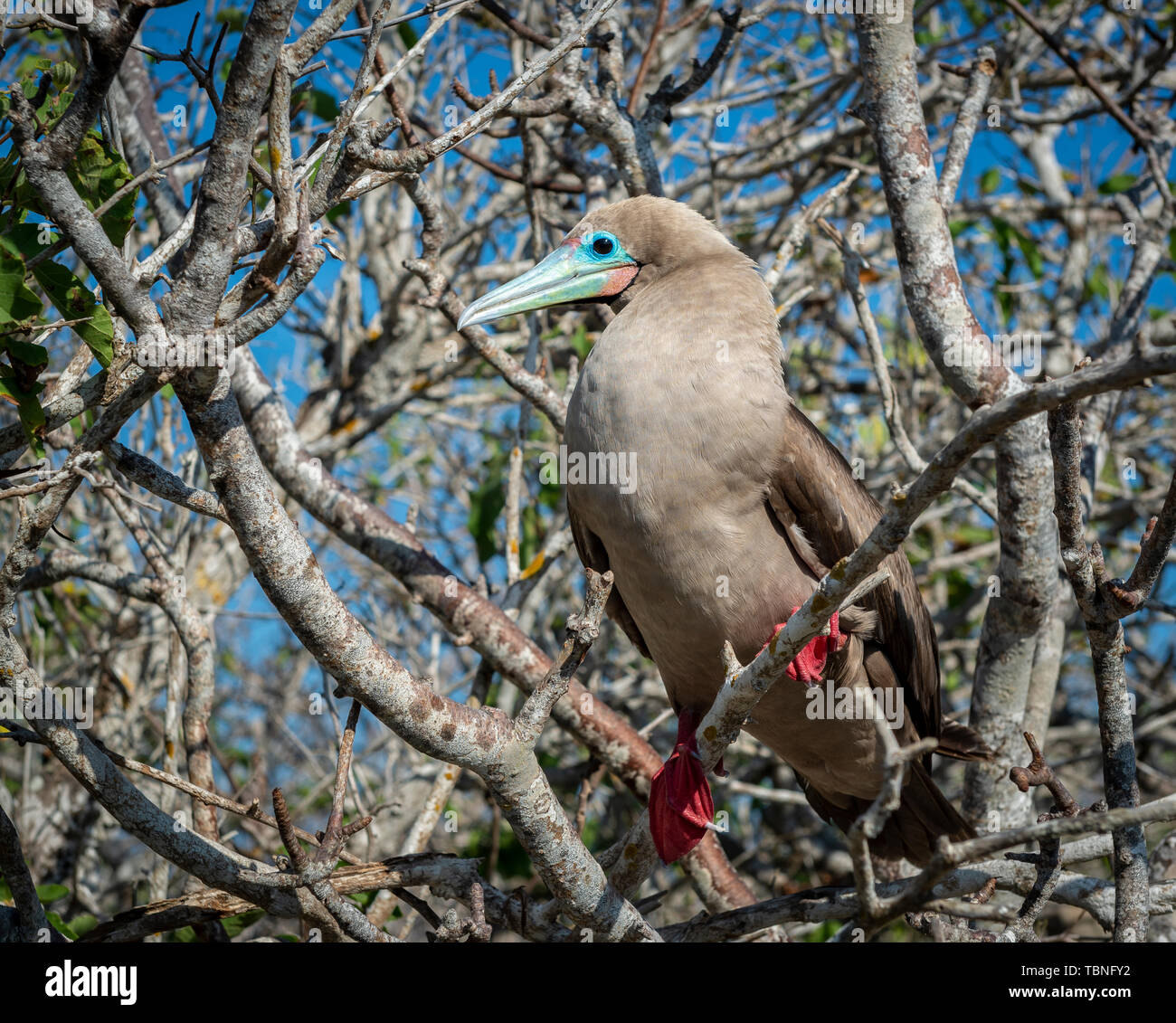 Red-footed Booby (Sula Sula) auf Baum auf Genovesa Insel auf Galapagos thront. Stockfoto