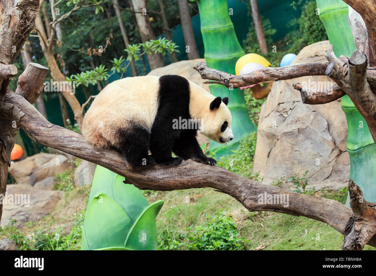 China's National Treasure Panda Stockfoto