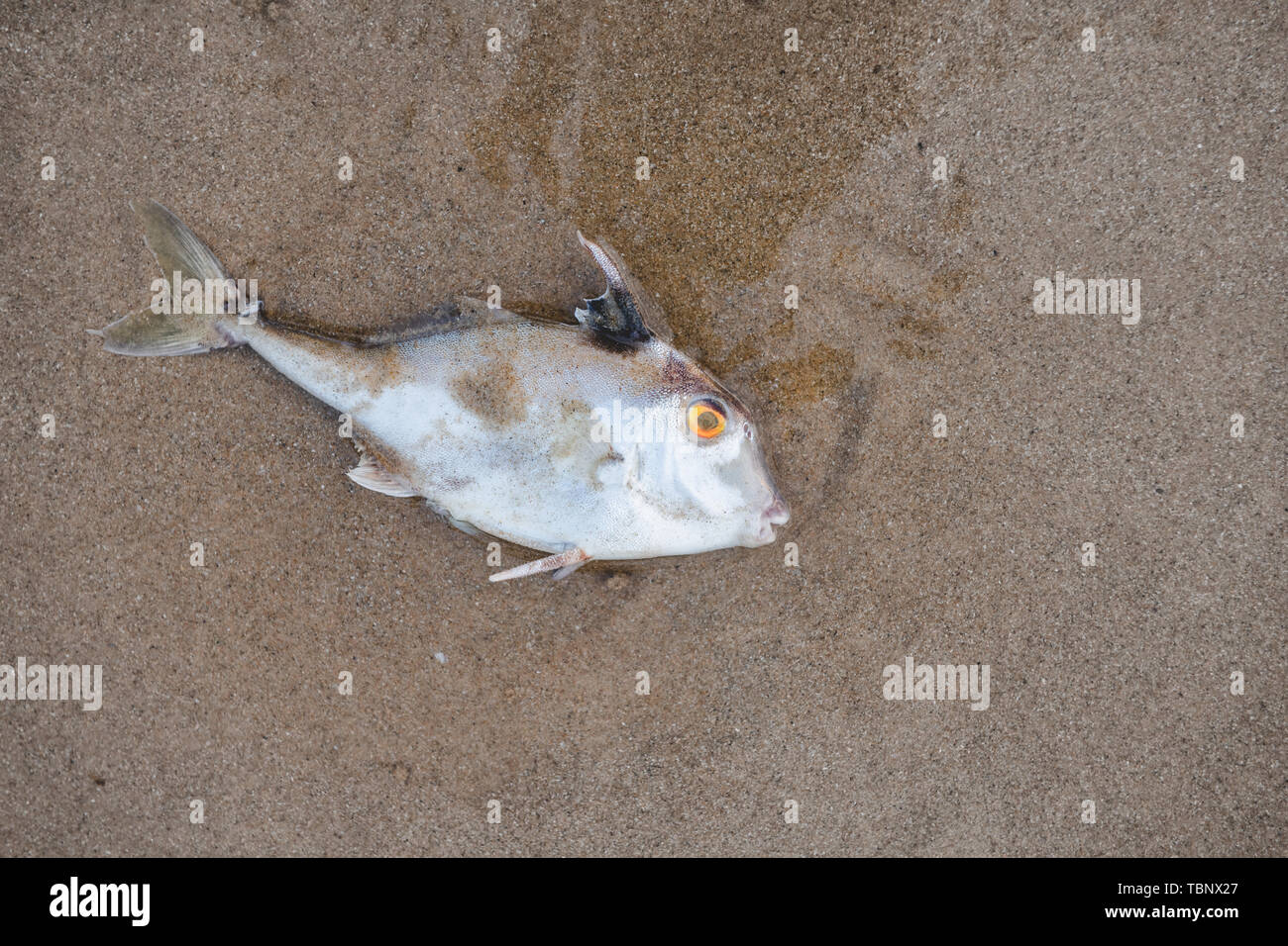 Tod Fisch am Strand von Umweltverschmutzung Sea Scape Umwelt mit Beleuchtung. Stockfoto