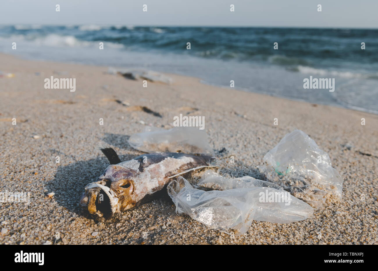 Tod Fisch und plastik Müll am Strand in Verschmutzung Sea Scape Umwelt mit Beleuchtung. Stockfoto