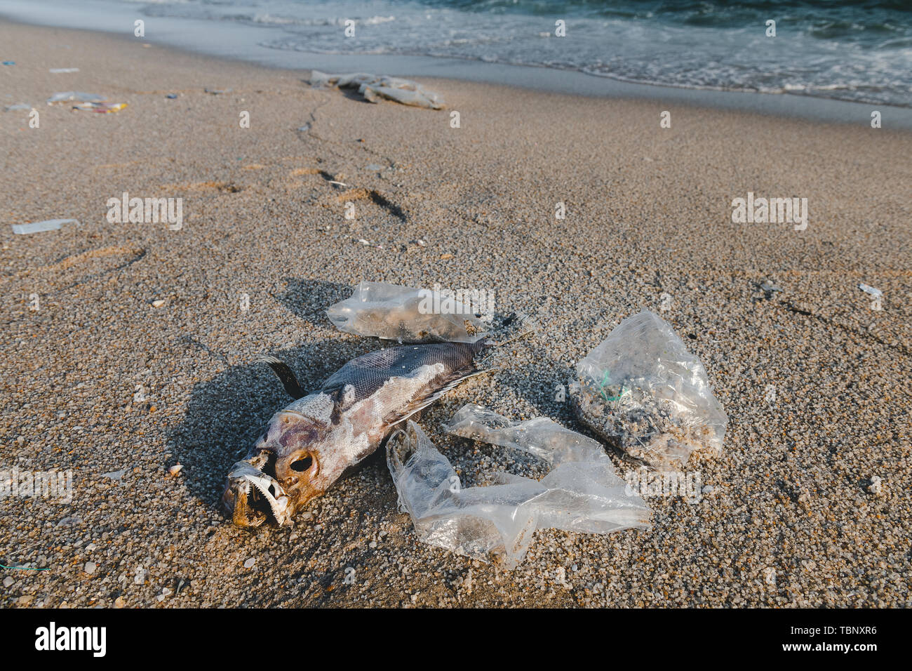 Tod Fisch und plastik Müll am Strand in Verschmutzung Sea Scape Umwelt mit Beleuchtung. Stockfoto