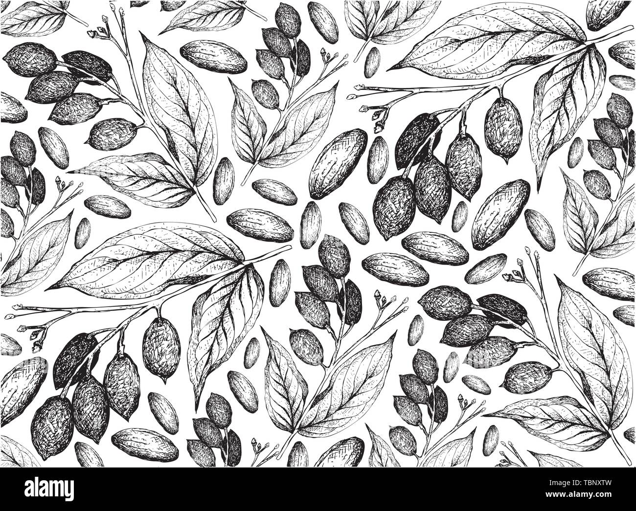Abbildung: Hintergrundbild von Hand gezeichnete Skizze von galip Canarium indicum, Nüssen oder Mandeln Pazifik Hintergrund, eine gute Quelle für Ballaststoffe, Vitamine und Stock Vektor