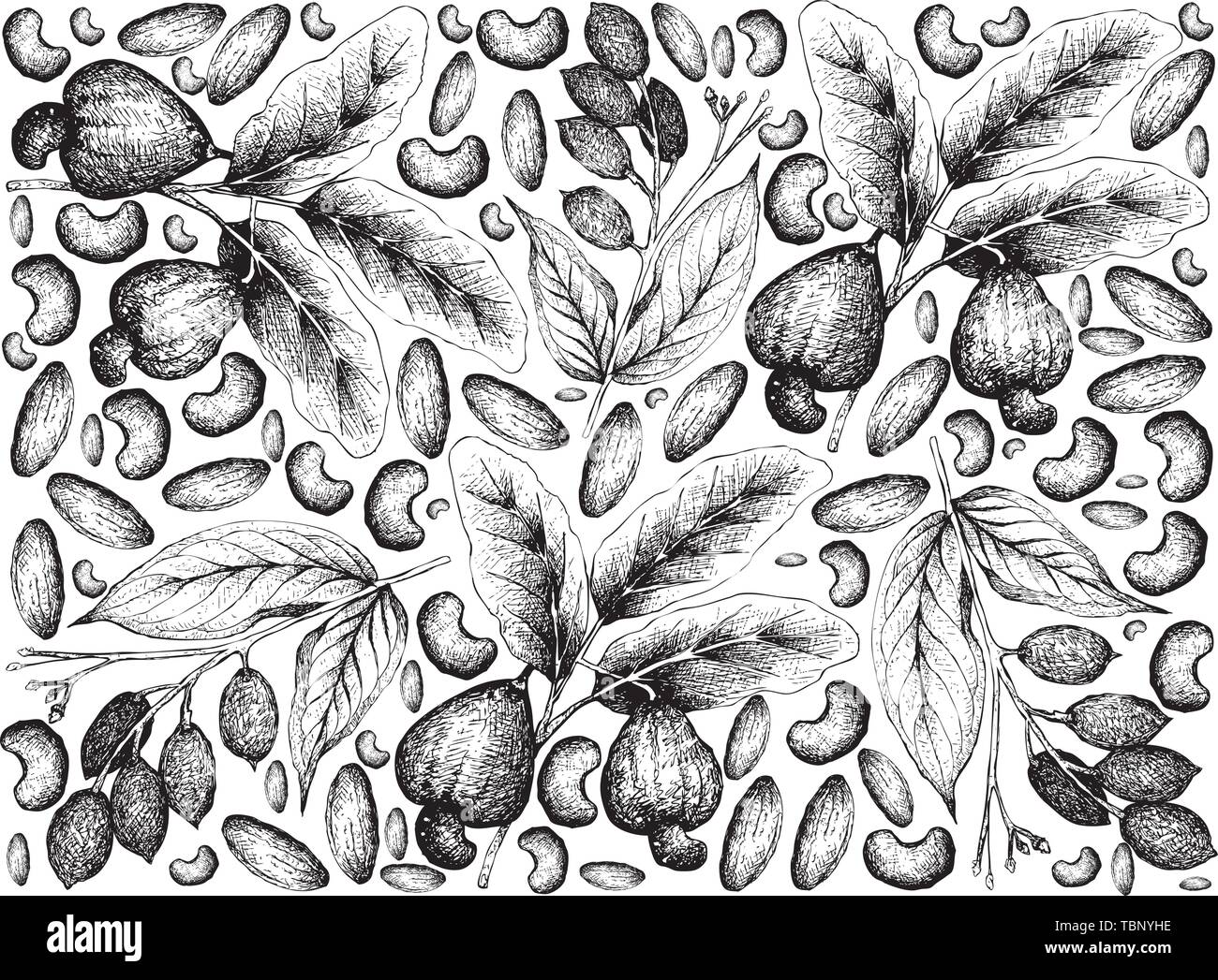 Abbildung: Hintergrundbild von Hand gezeichnete Skizze von Cashew und Canarium indicum, Galip Nüssen oder Mandeln Pazifik Hintergrund. Stock Vektor