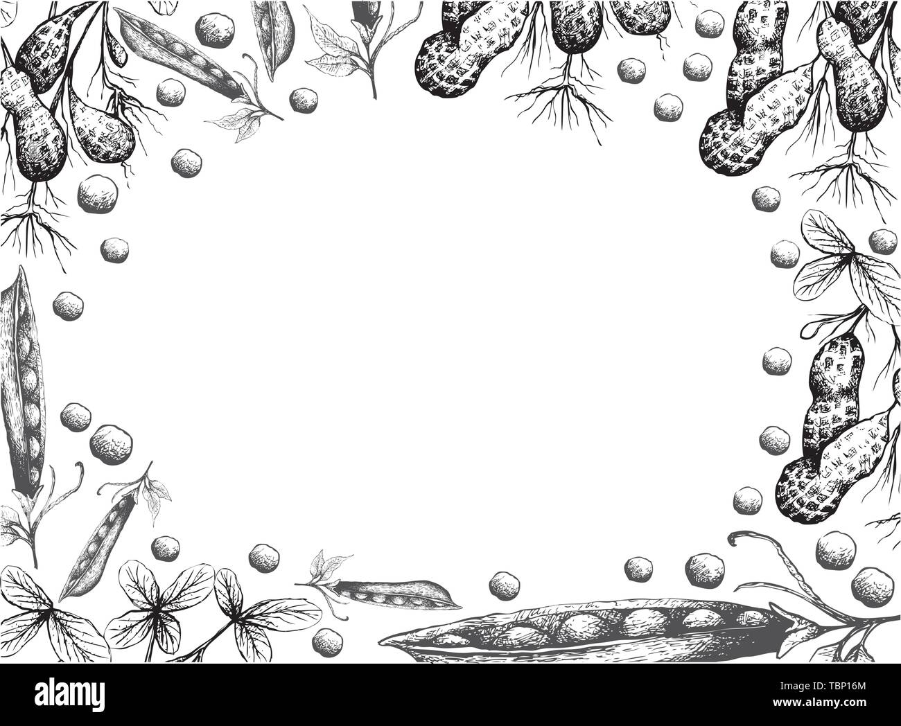 Abbildung Rahmen von Hand gezeichnete Skizze frische Erdnüsse oder Erdnüssen mit Zuckerschoten, Snap oder Erbsen Pisum Sativum auf weißem Hintergrund. Stock Vektor