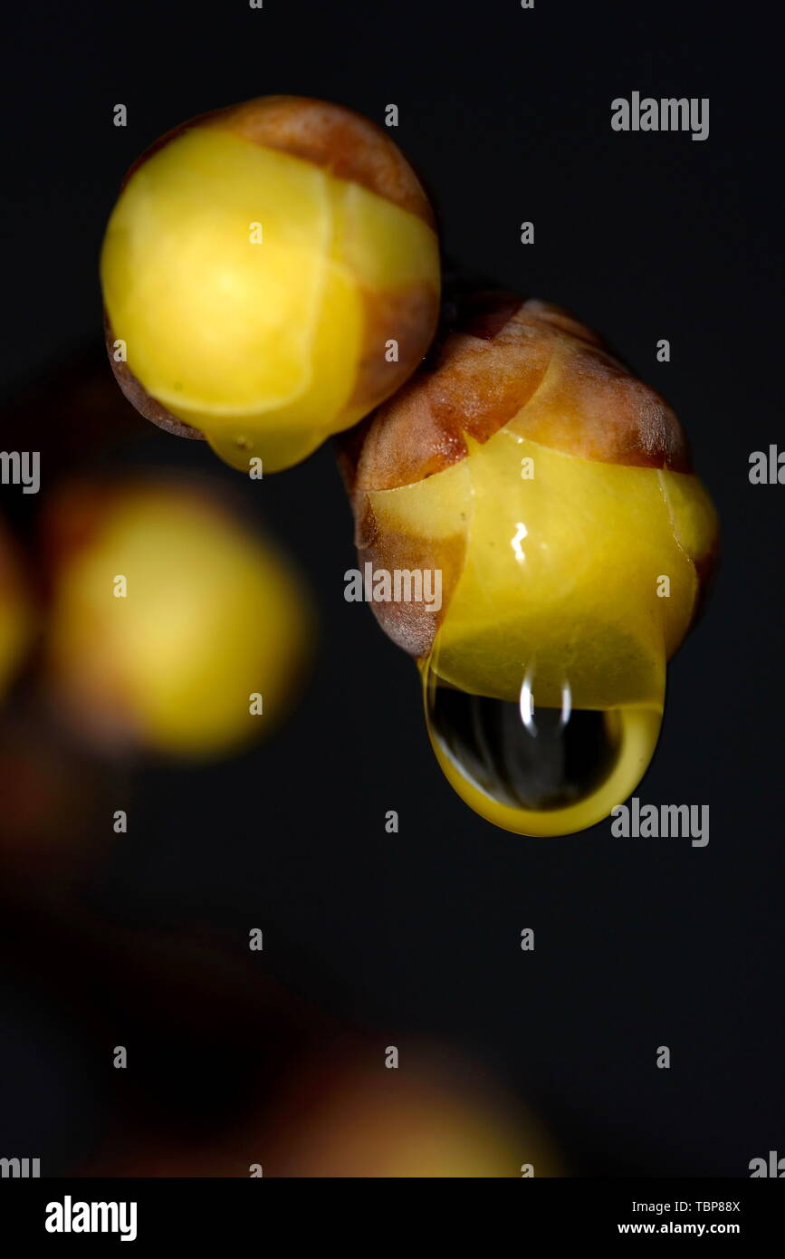 Plum flower Stockfoto