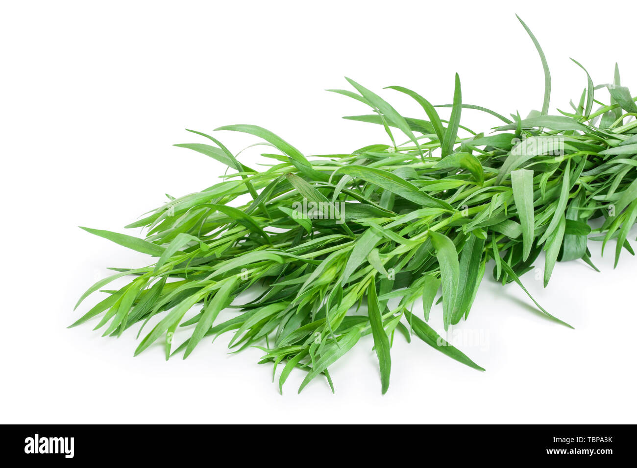 Estragon oder Estragon auf einem weißen Hintergrund. Artemisia dracunculus Stockfoto