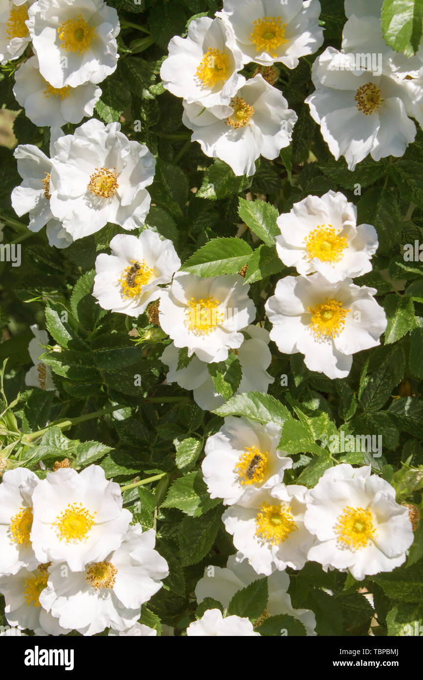 Blühende wilde Rose an einem sonnigen Tag Stockfoto