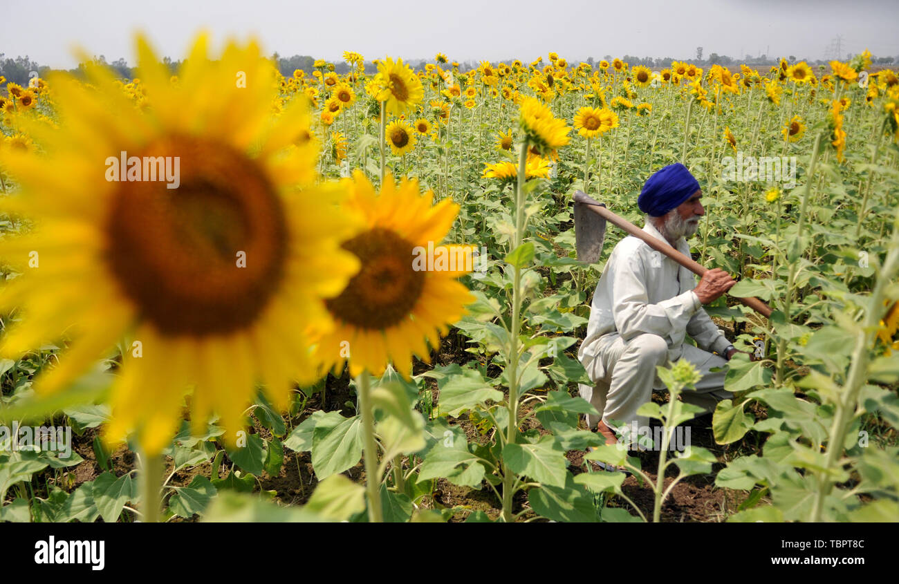 Jammu, Indisch kontrollierten Teil Kaschmirs. 3. Juni 2019. Ein Bauer prüft die blühenden Sonnenblumen auf seinem Feld in Jammu, der Winter, die Hauptstadt der Indischen-kontrollierten Kaschmir, 3. Juni 2019. Credit: Stringer/Xinhua/Alamy leben Nachrichten Stockfoto