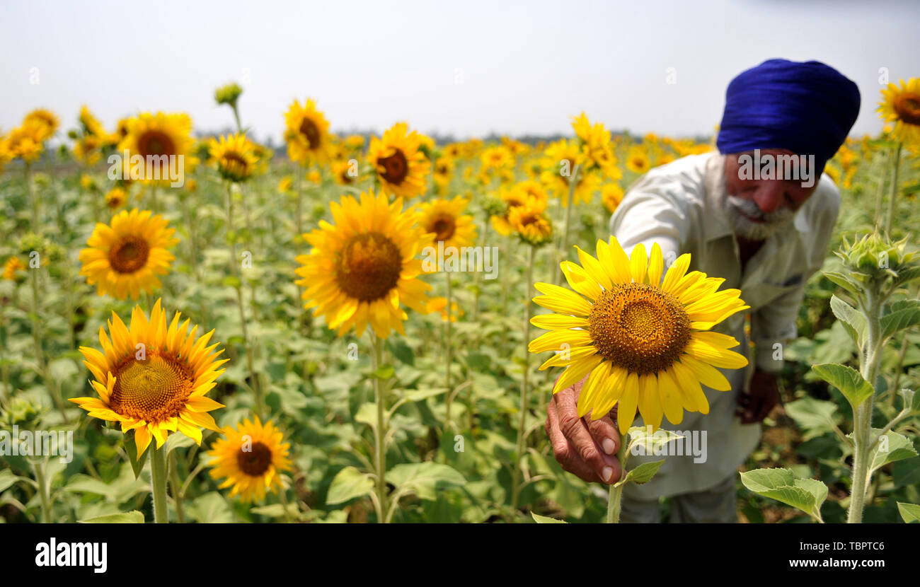 Jammu, Indisch kontrollierten Teil Kaschmirs. 3. Juni 2019. Ein Bauer prüft die blühenden Sonnenblumen auf seinem Feld in Jammu, der Winter, die Hauptstadt der Indischen-kontrollierten Kaschmir, 3. Juni 2019. Credit: Stringer/Xinhua/Alamy leben Nachrichten Stockfoto