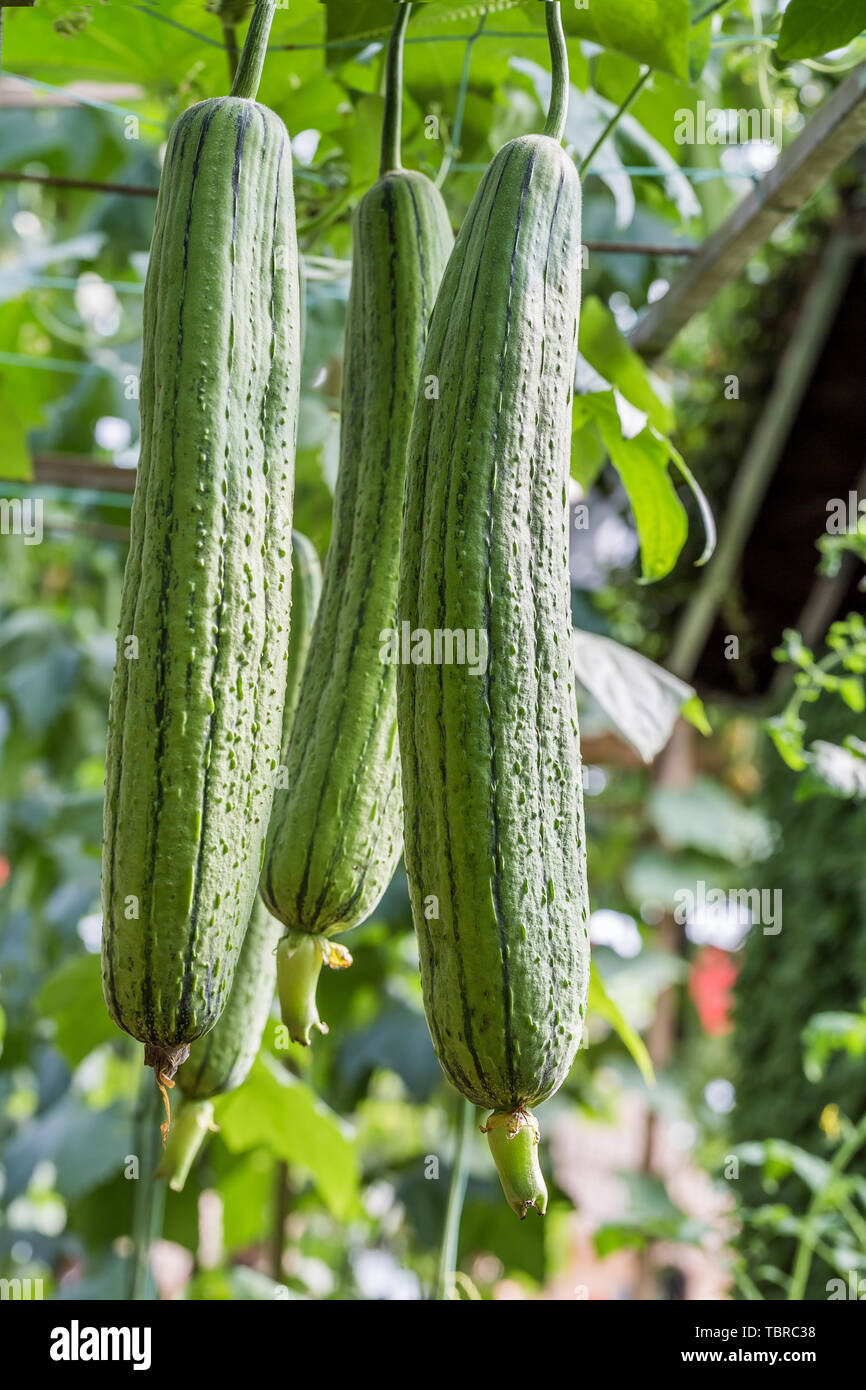 Frisches Grün loofah unter dem Gerüst wächst. Stockfoto