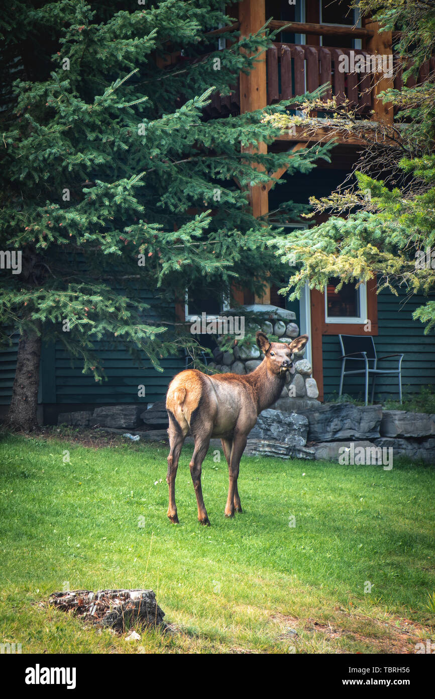 Kanadische Hirsche, um Banff gefilmt Stockfoto