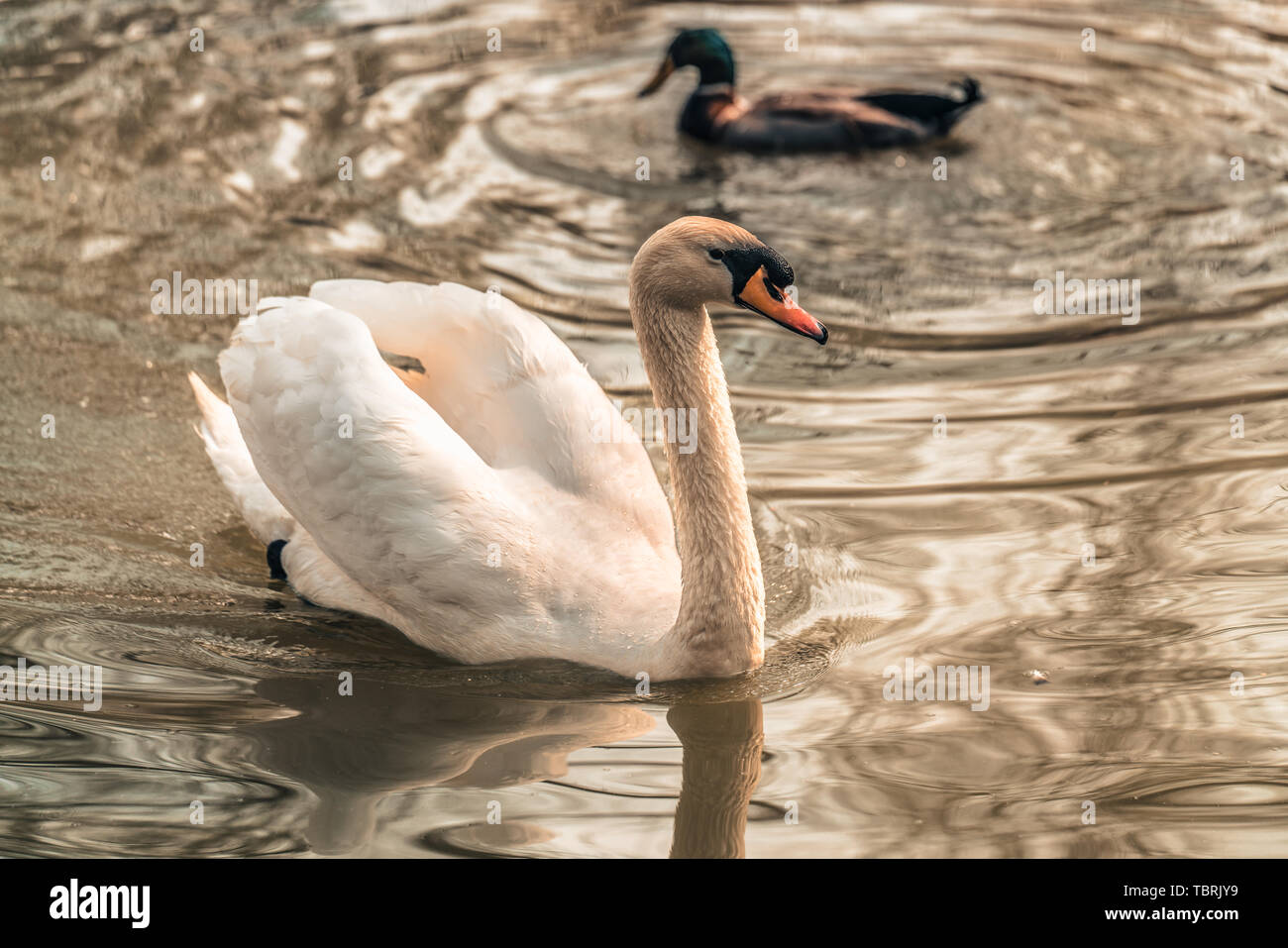 In der untergehenden Sonne, der weiße Schwan im Wasser wandern Stockfoto